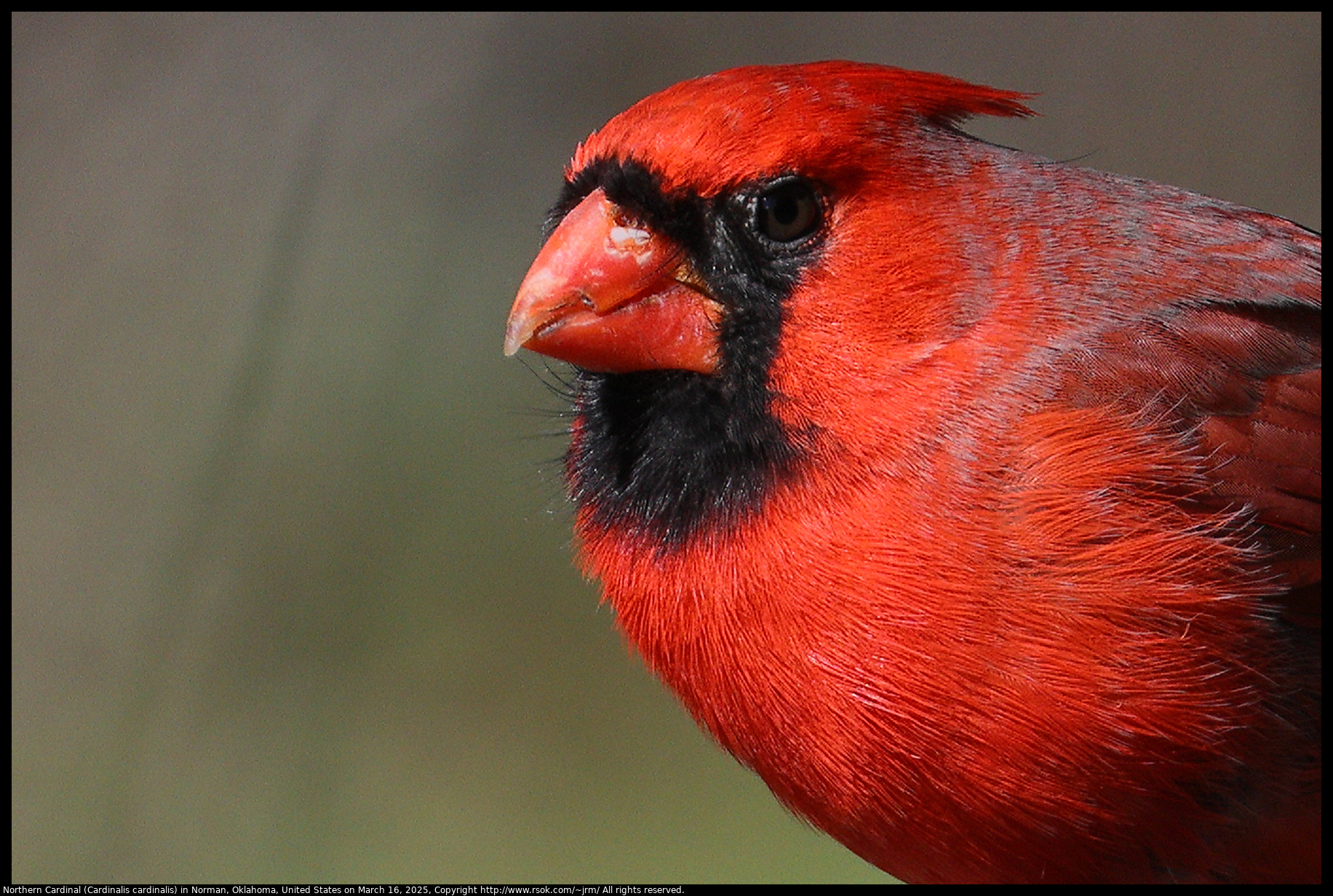 Northern Cardinal (Cardinalis cardinalis) in Norman, Oklahoma, United States on March 16, 2025