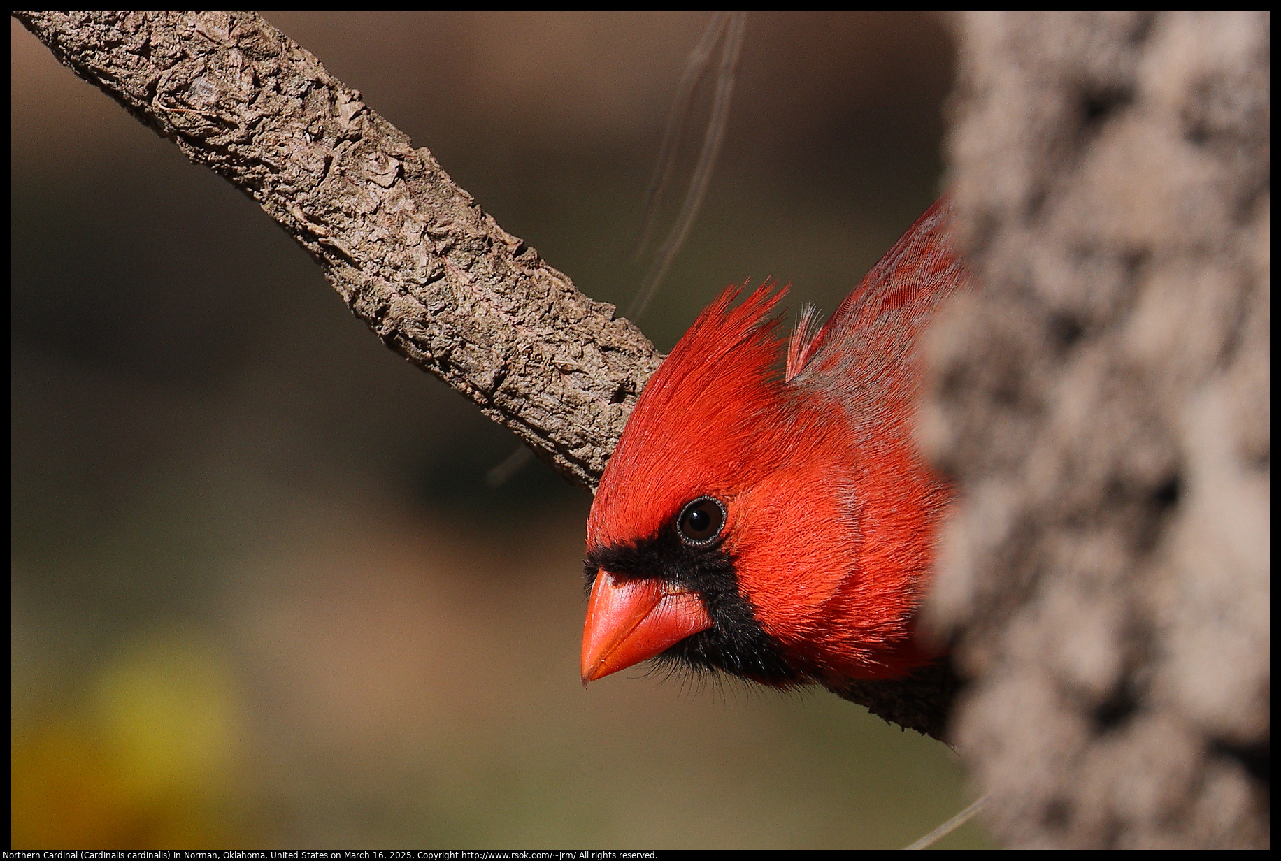 Northern Cardinal (Cardinalis cardinalis) in Norman, Oklahoma, United States on March 16, 2025