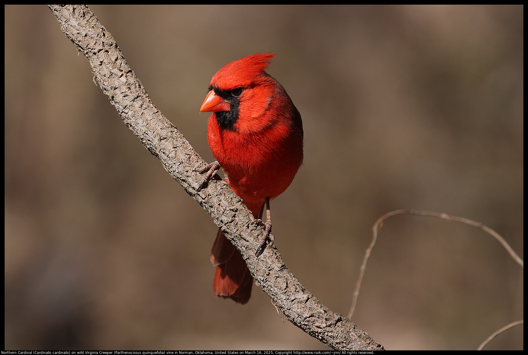 Northern Cardinal (Cardinalis cardinalis) on wild Virginia Creeper (Parthenocissus quinquefolia) vine in Norman, Oklahoma, United States on March 16, 2025