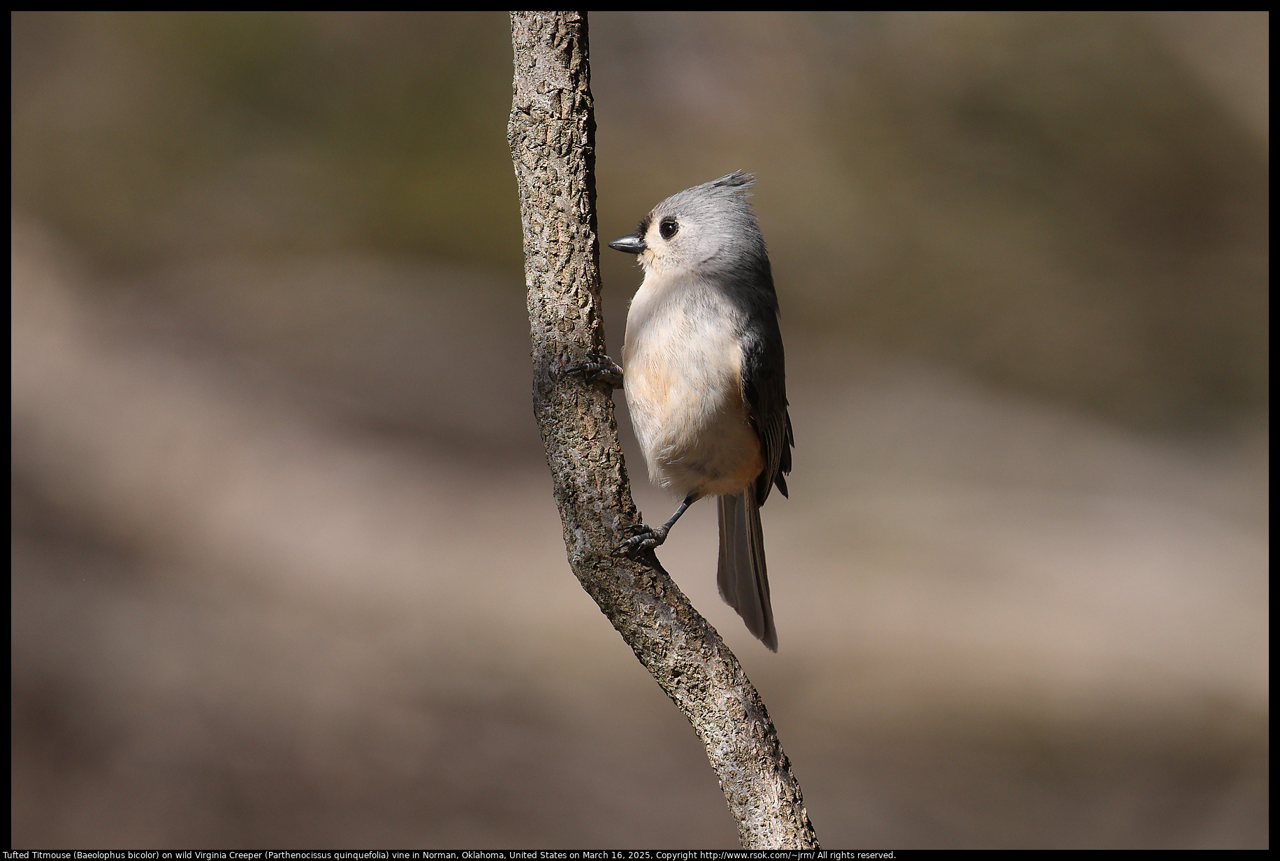 Tufted Titmouse (Baeolophus bicolor) on wild Virginia Creeper (Parthenocissus quinquefolia) vine in Norman, Oklahoma, United States on March 16, 2025