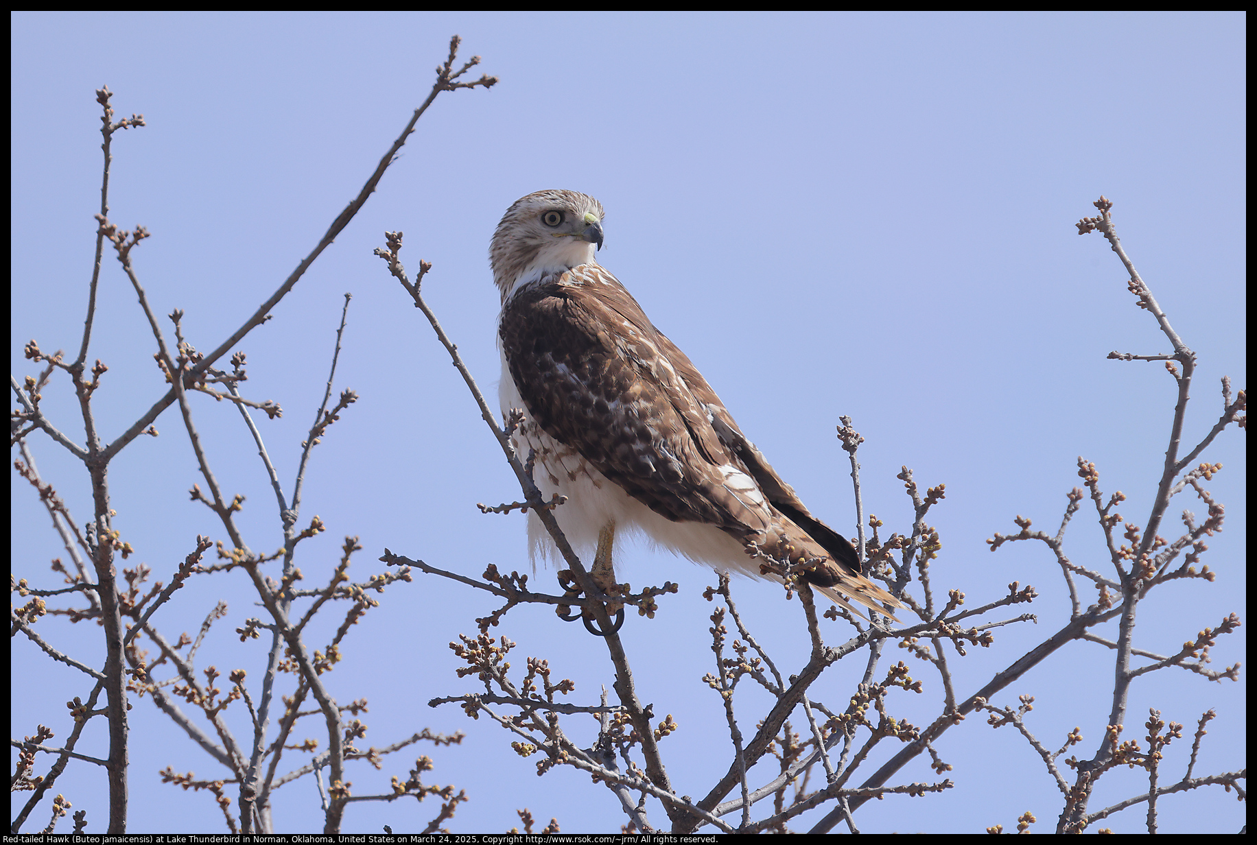 Red-tailed Hawk (Buteo jamaicensis) at Lake Thunderbird in Norman, Oklahoma, United States on March 24, 2025