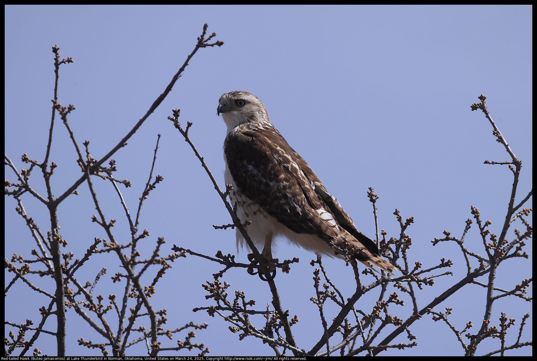 Red-tailed Hawk (Buteo jamaicensis) at Lake Thunderbird in Norman, Oklahoma, United States on March 24, 2025