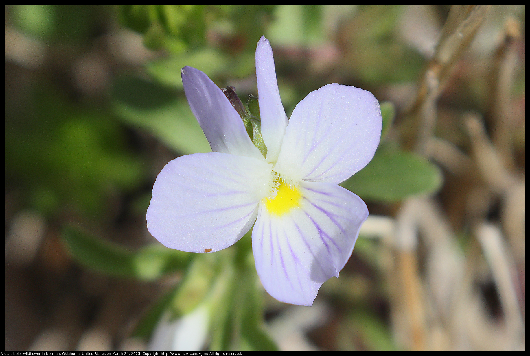 Viola bicolor wildflower in Norman, Oklahoma, United States on March 24, 2025