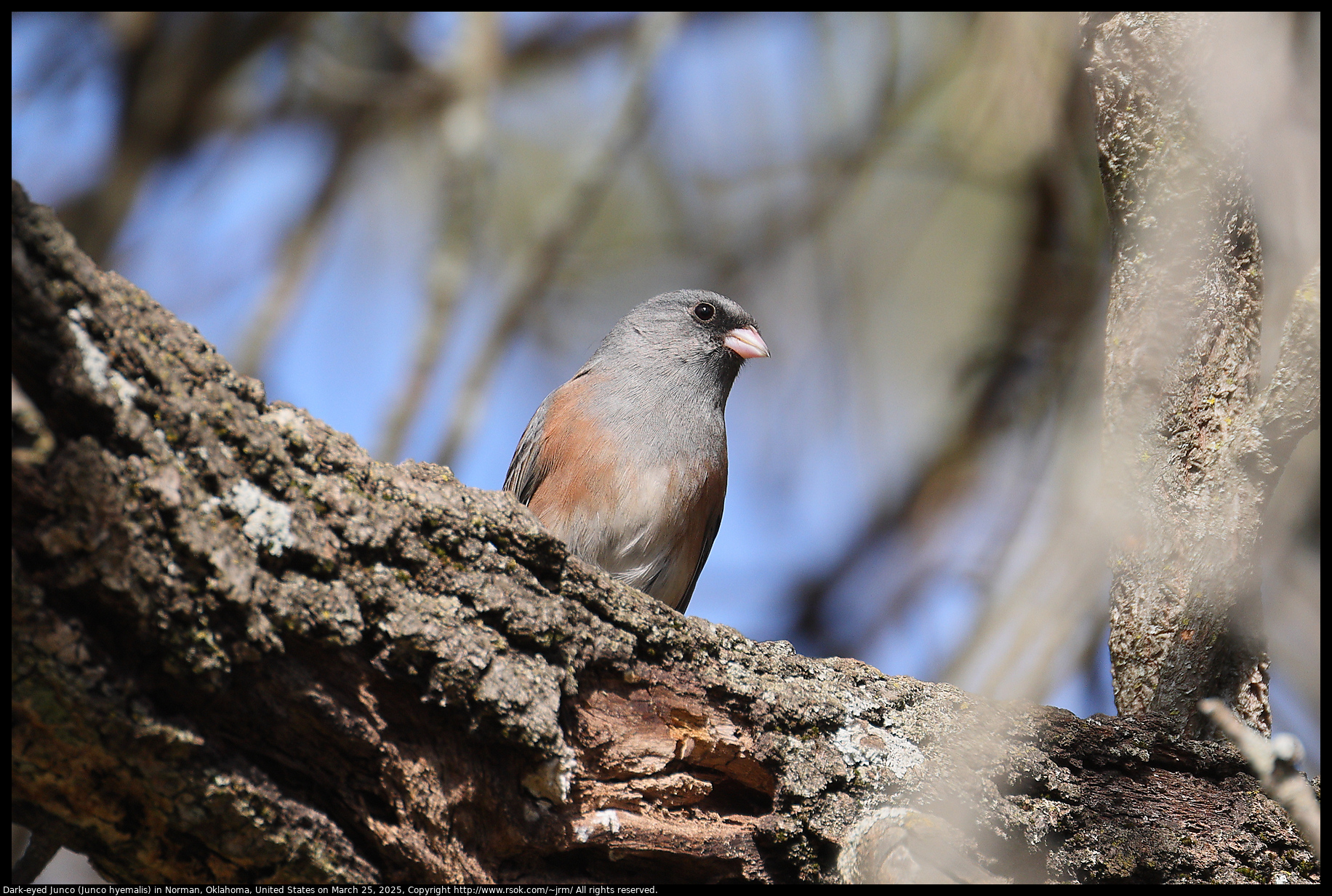 Dark-eyed Junco (Junco hyemalis) in Norman, Oklahoma, United States on March 25, 2025