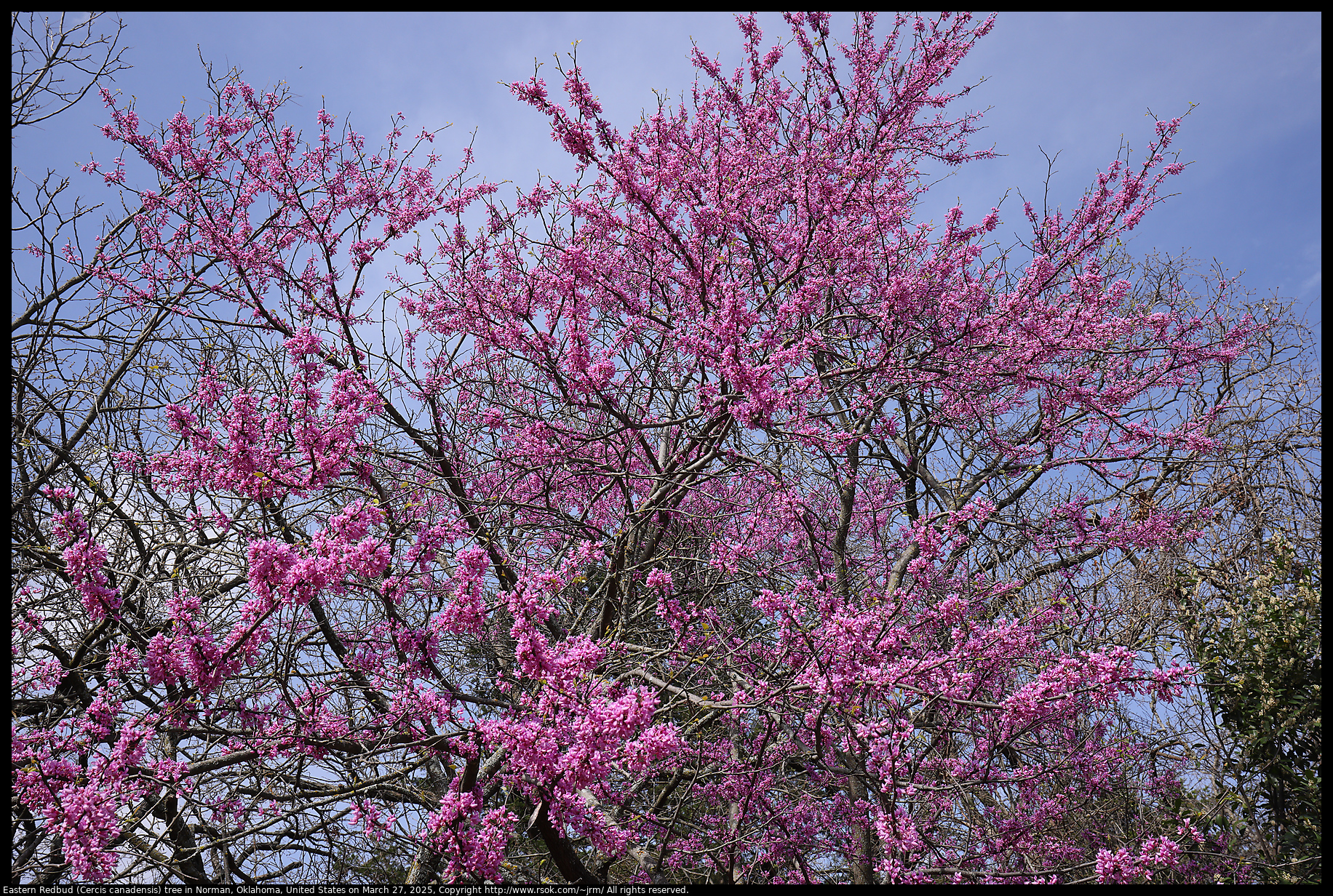 Eastern Redbud (Cercis canadensis) tree in Norman, Oklahoma, United States on March 27, 2025