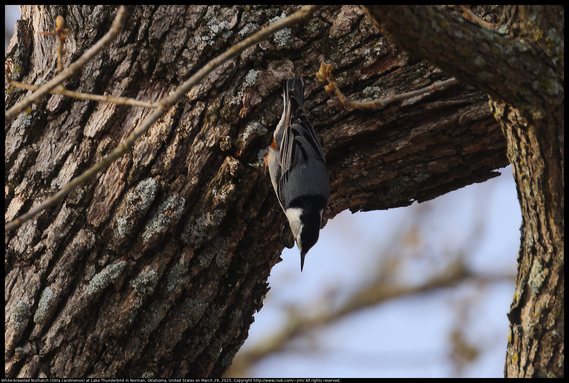 White-breasted Nuthatch (Sitta carolinensis) at Lake Thunderbird in Norman, Oklahoma, United States on March 29, 2025