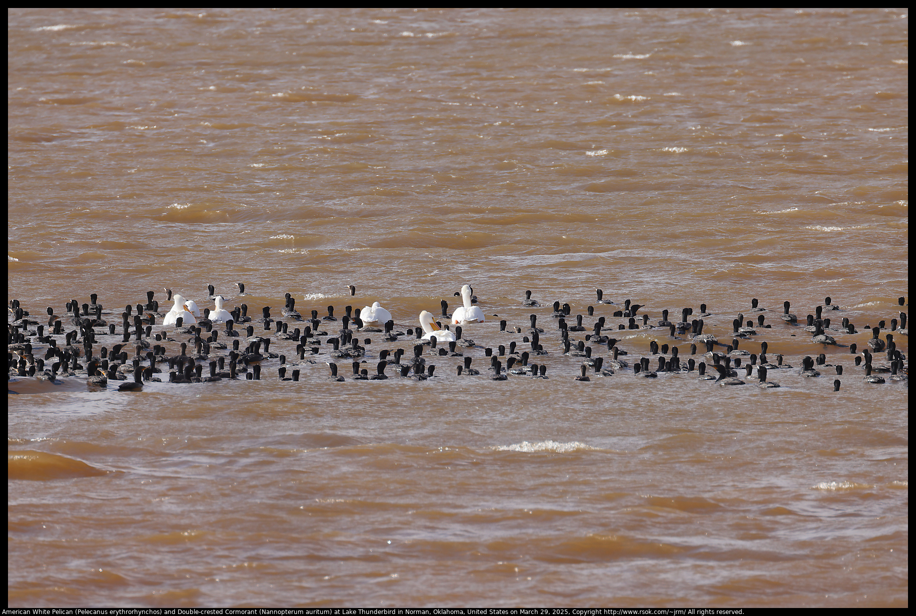 American White Pelican (Pelecanus erythrorhynchos) and Double-crested Cormorant (Nannopterum auritum) at Lake Thunderbird in Norman, Oklahoma, United States on March 29, 2025