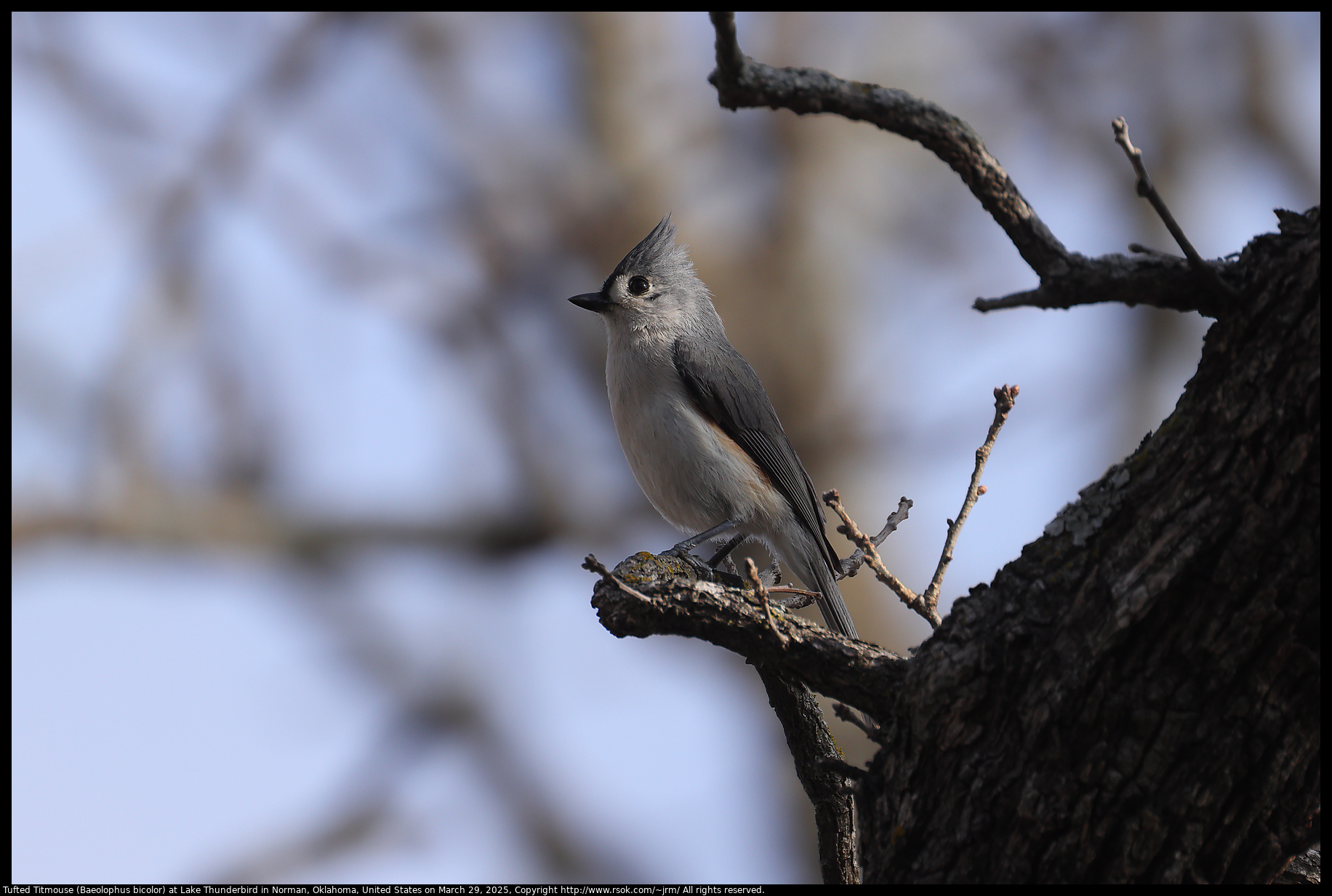Tufted Titmouse (Baeolophus bicolor) at Lake Thunderbird in Norman, Oklahoma, United States on March 29, 2025