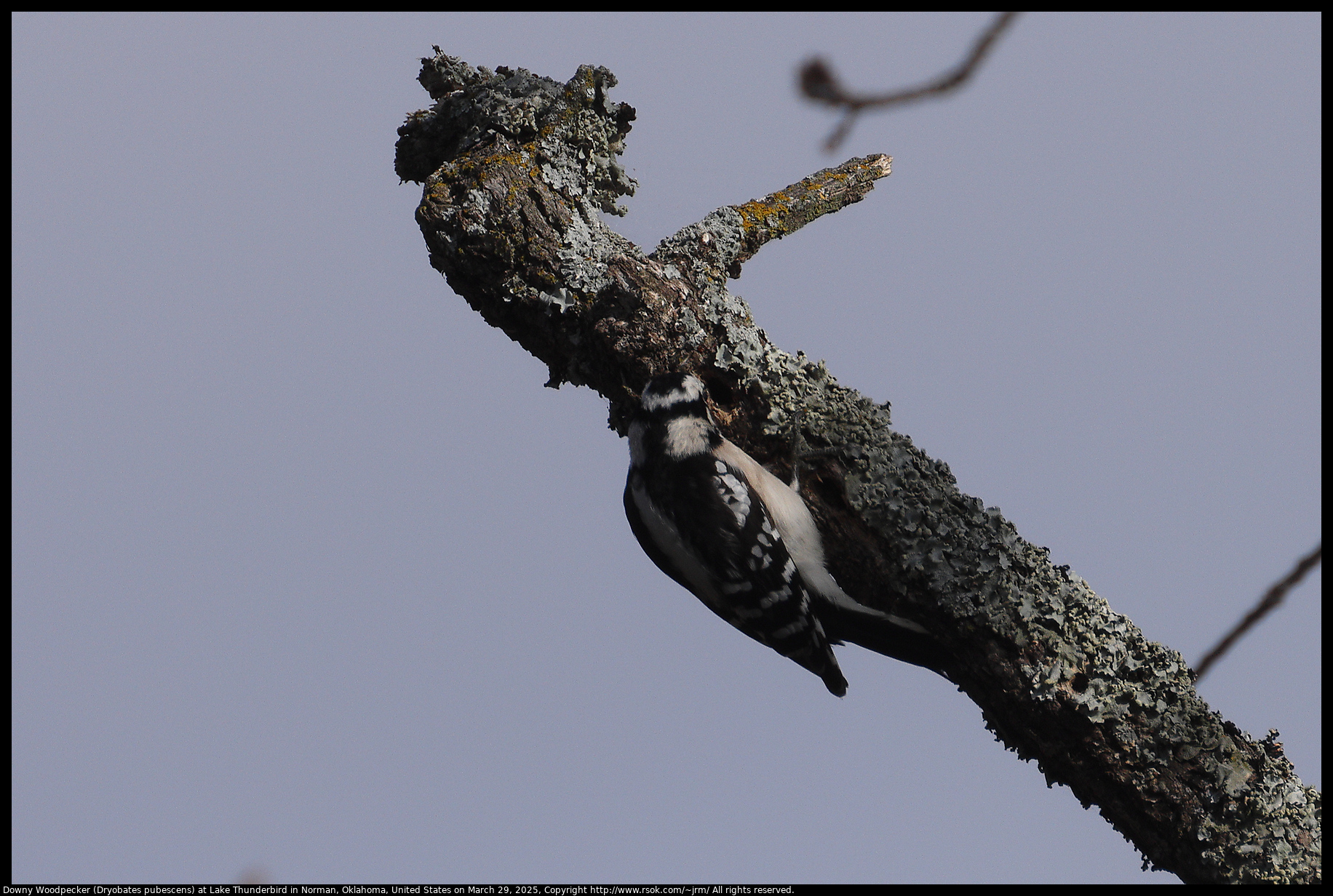 Downy Woodpecker (Dryobates pubescens) at Lake Thunderbird in Norman, Oklahoma, United States on March 29, 2025