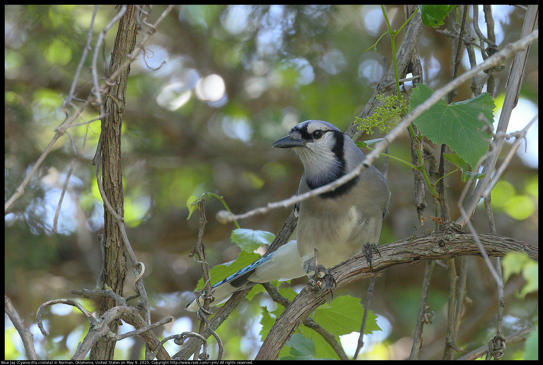 Blue Jay (Cyanocitta cristata) in Norman, Oklahoma, United States on May 9, 2025