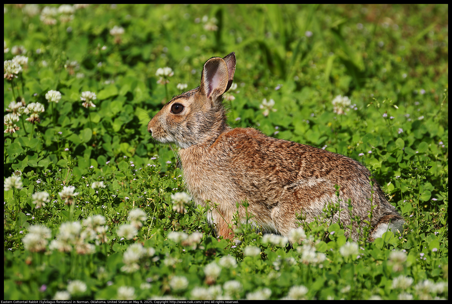 Eastern Cottontail Rabbit (Sylvilagus floridanus) in Norman, Oklahoma, United States on May 9, 2025