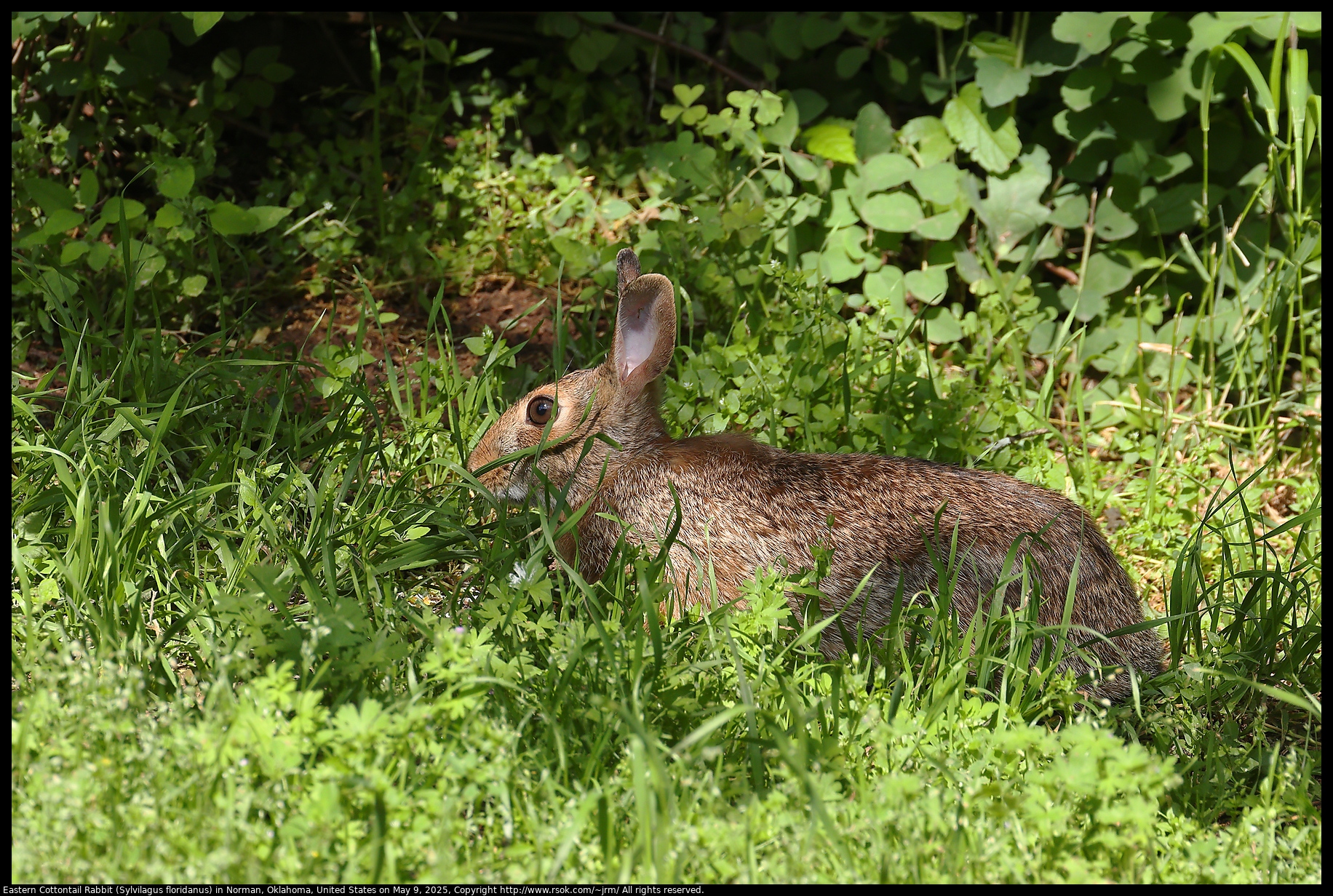 Eastern Cottontail Rabbit (Sylvilagus floridanus) in Norman, Oklahoma, United States on May 9, 2025