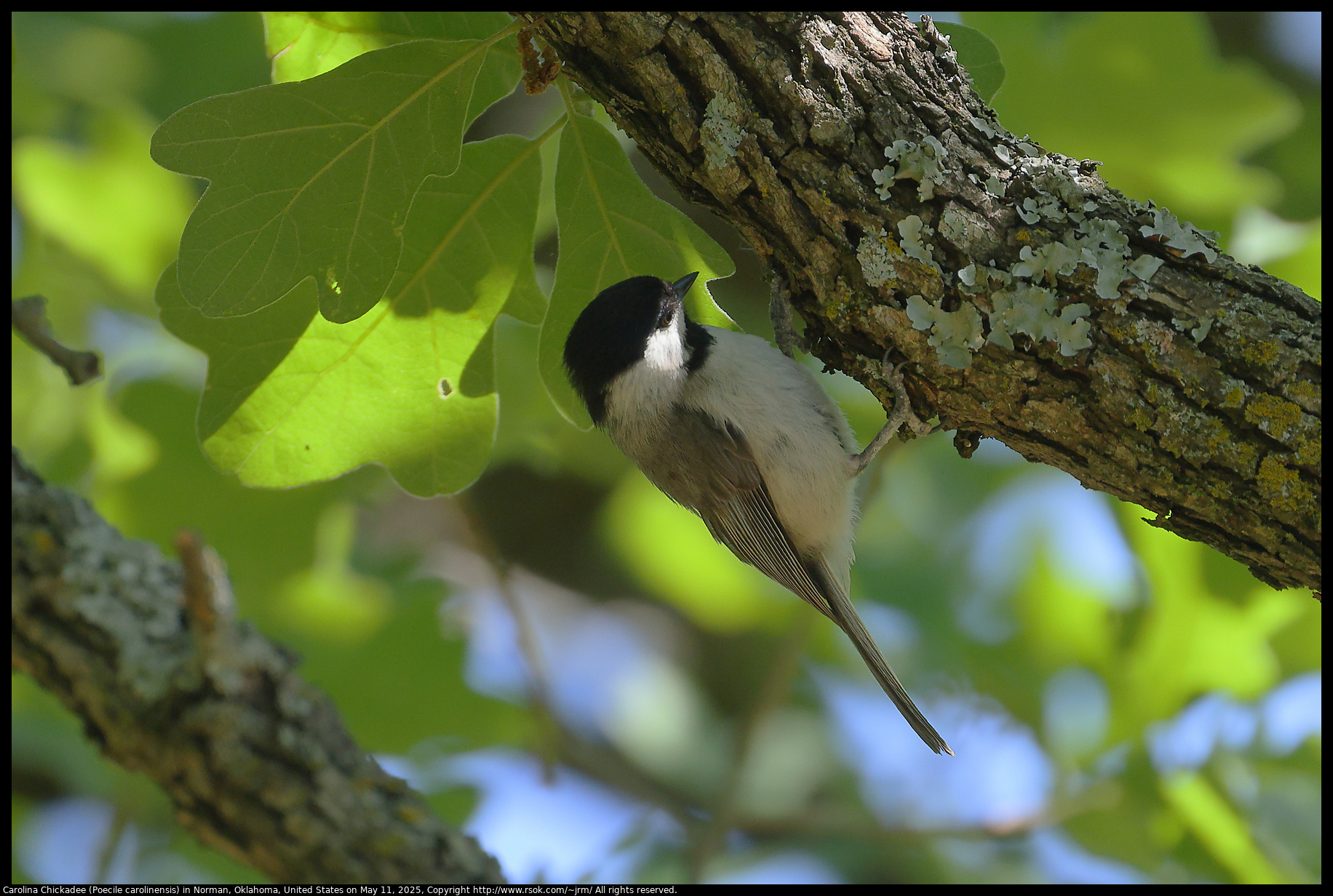 Carolina Chickadee (Poecile carolinensis) in Norman, Oklahoma, United States on May 11, 2025