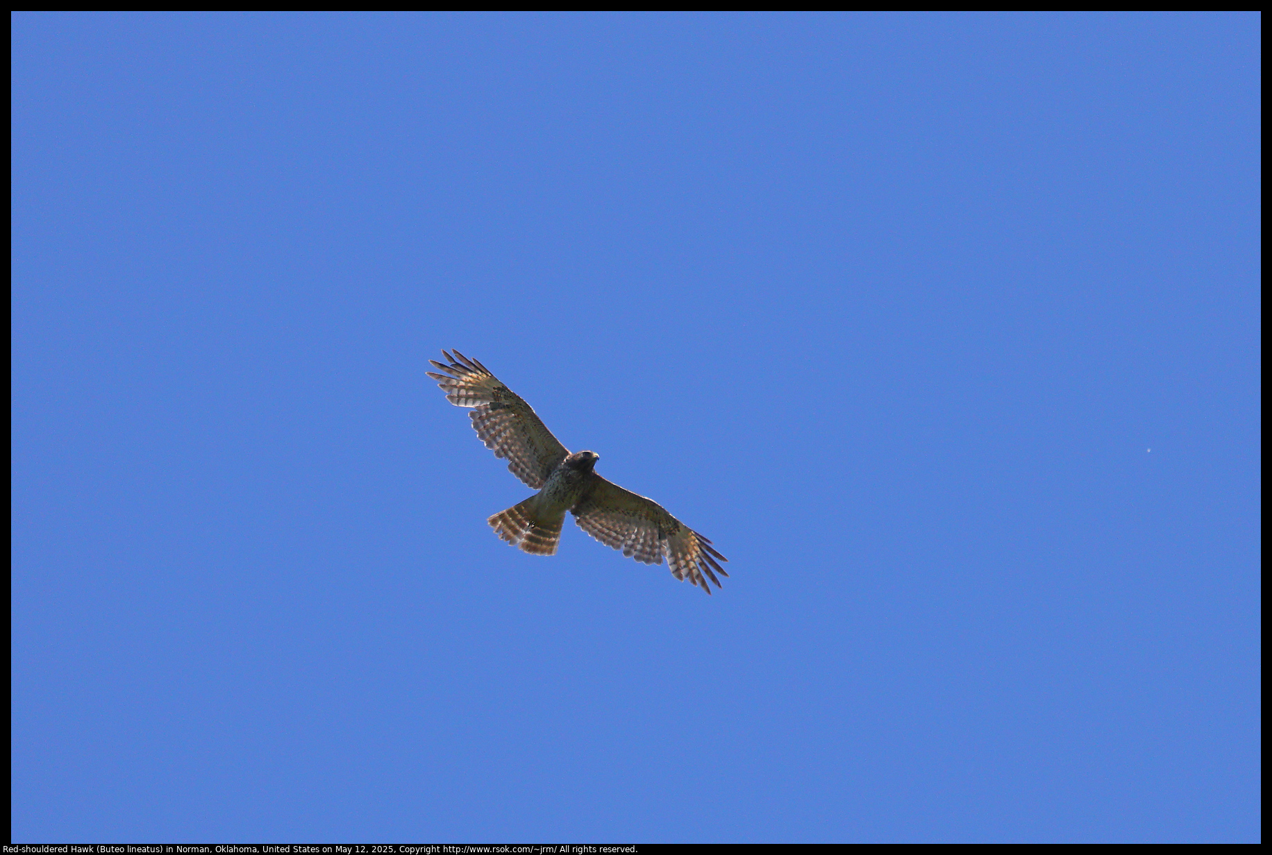 Red-shouldered Hawk (Buteo lineatus) in Norman, Oklahoma, United States on May 12, 2025