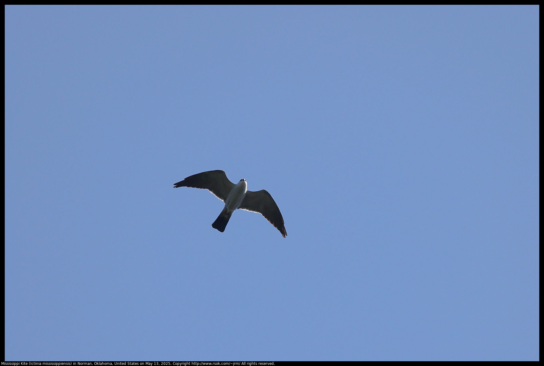 Mississippi Kite (Ictinia mississippiensis) in Norman, Oklahoma, United States on May 13, 2025