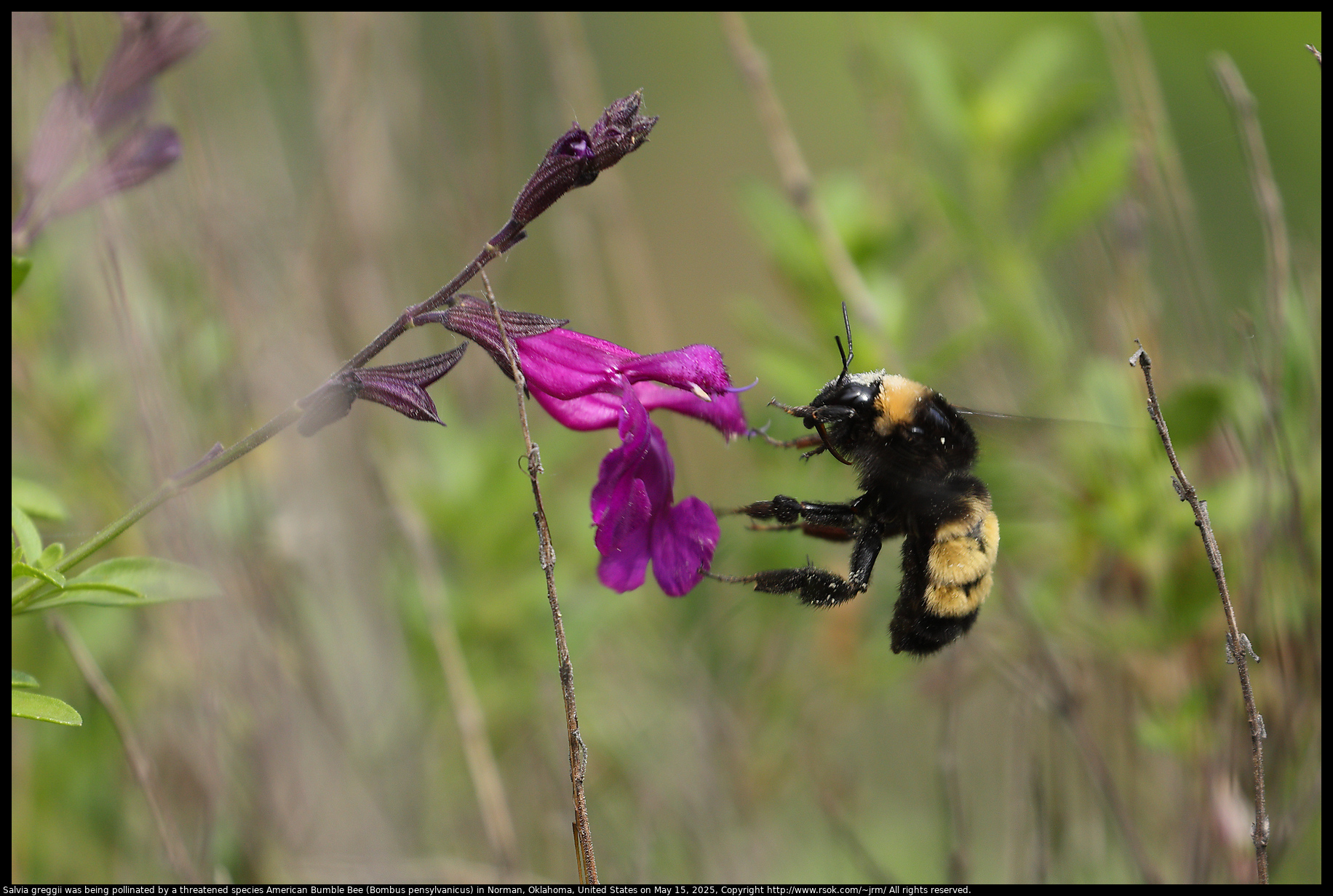 Salvia greggii was being pollinated by a threatened species Bombus pensylvanicus, the American bumblebee, in Norman, Oklahoma, United States on May 15, 2025