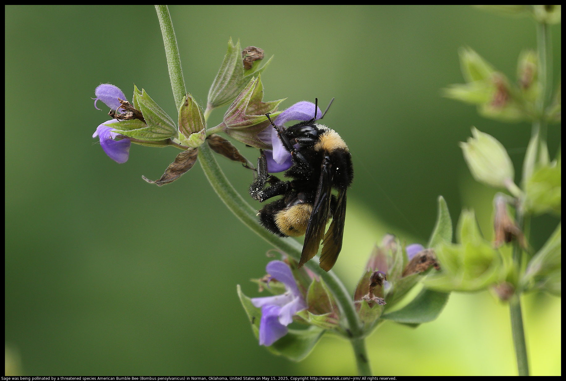 Sage was being pollinated by a threatened species Bombus pensylvanicus, the American bumblebee, in Norman, Oklahoma, United States on May 15, 2025