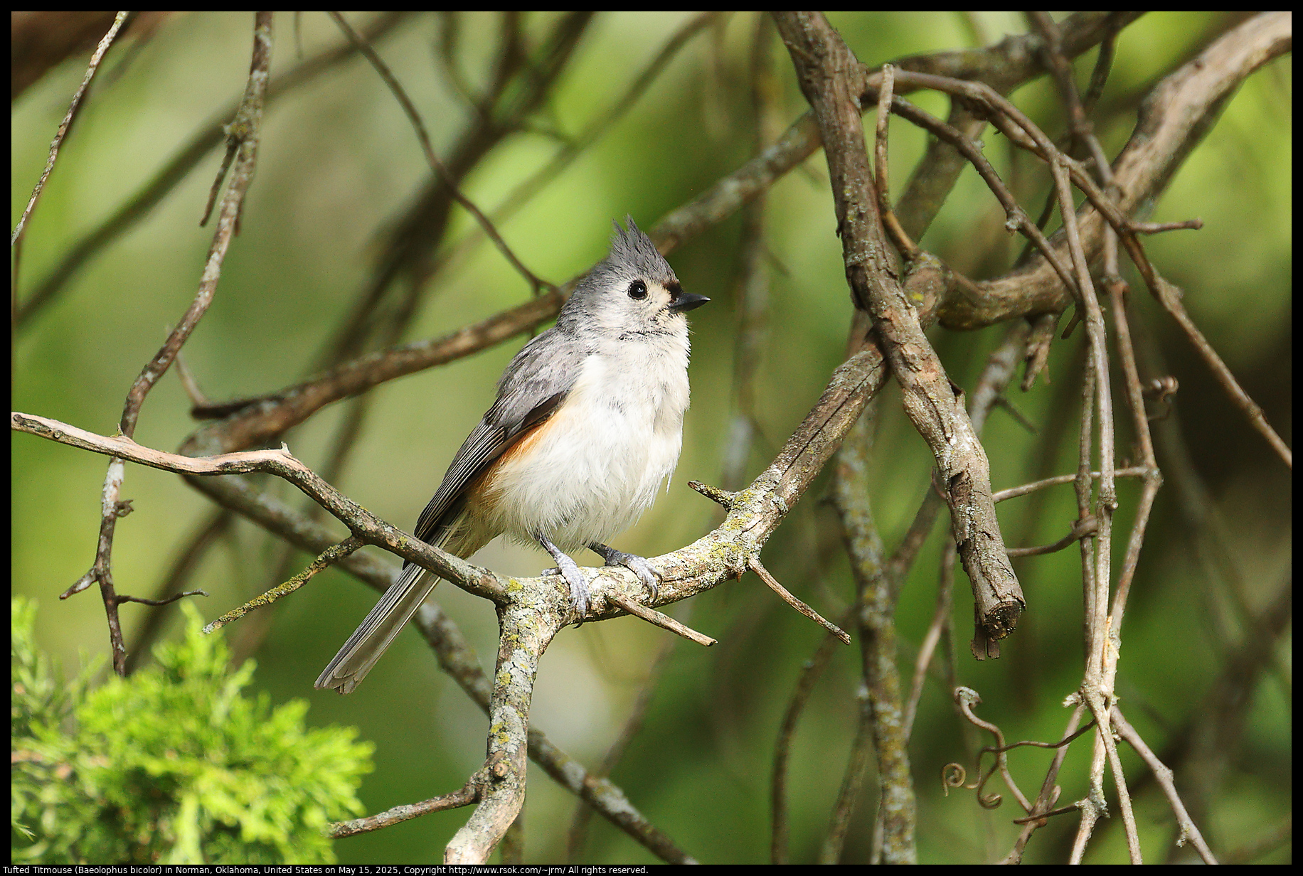 Tufted Titmouse (Baeolophus bicolor) in Norman, Oklahoma, United States on May 15, 2025