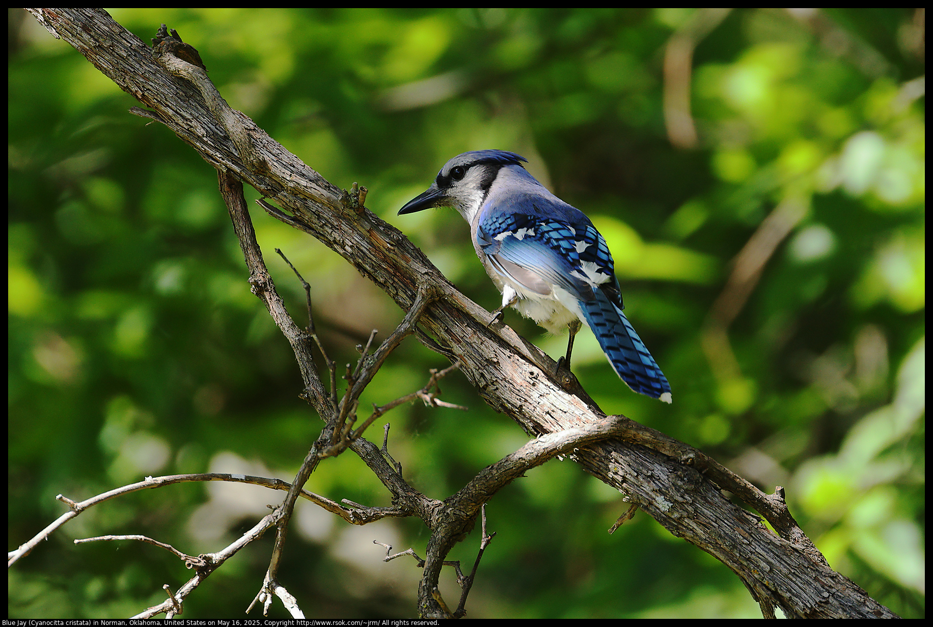 Blue Jay (Cyanocitta cristata) in Norman, Oklahoma, United States on May 16, 2025
