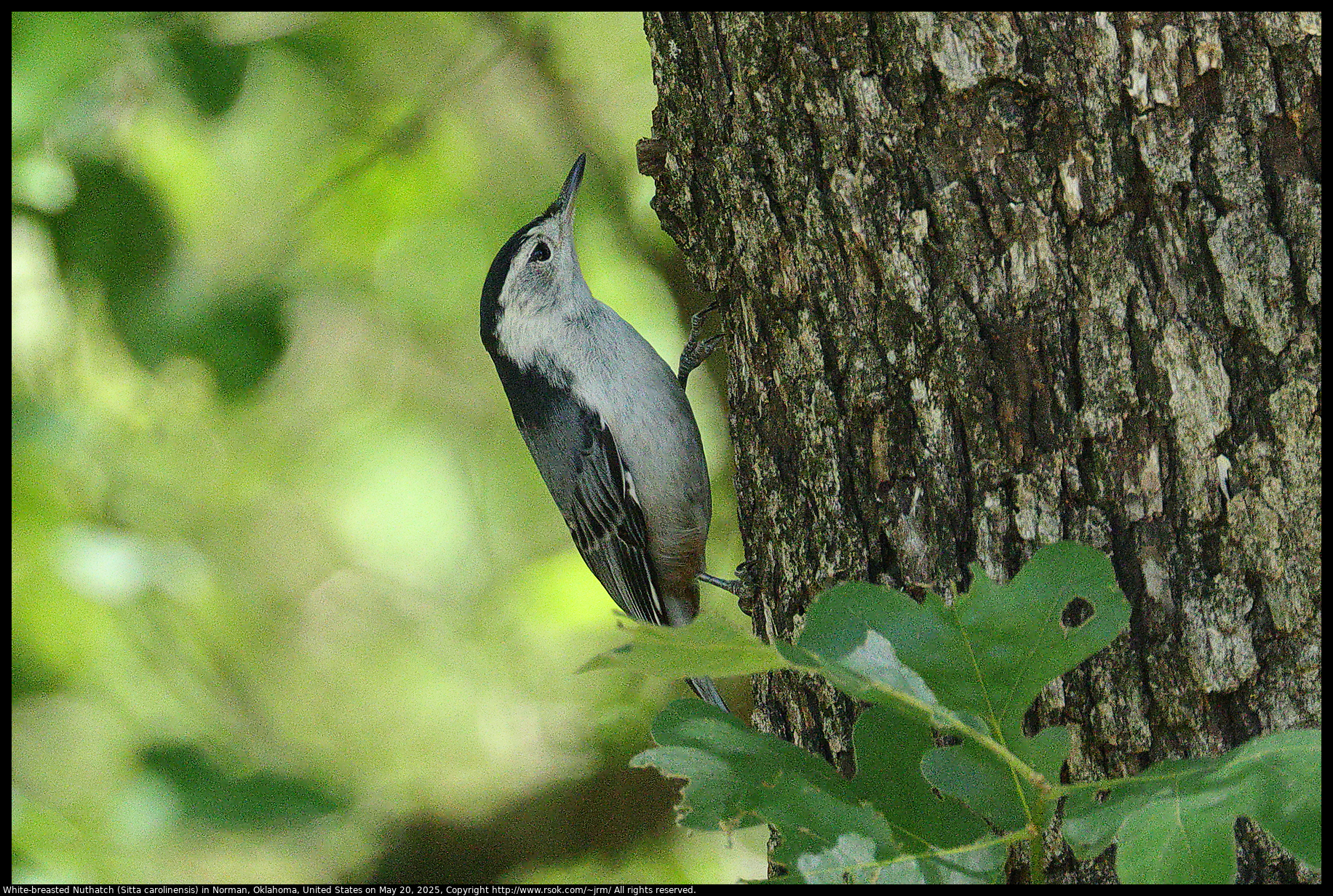 White-breasted Nuthatch (Sitta carolinensis) in Norman, Oklahoma, United States on May 20, 2025