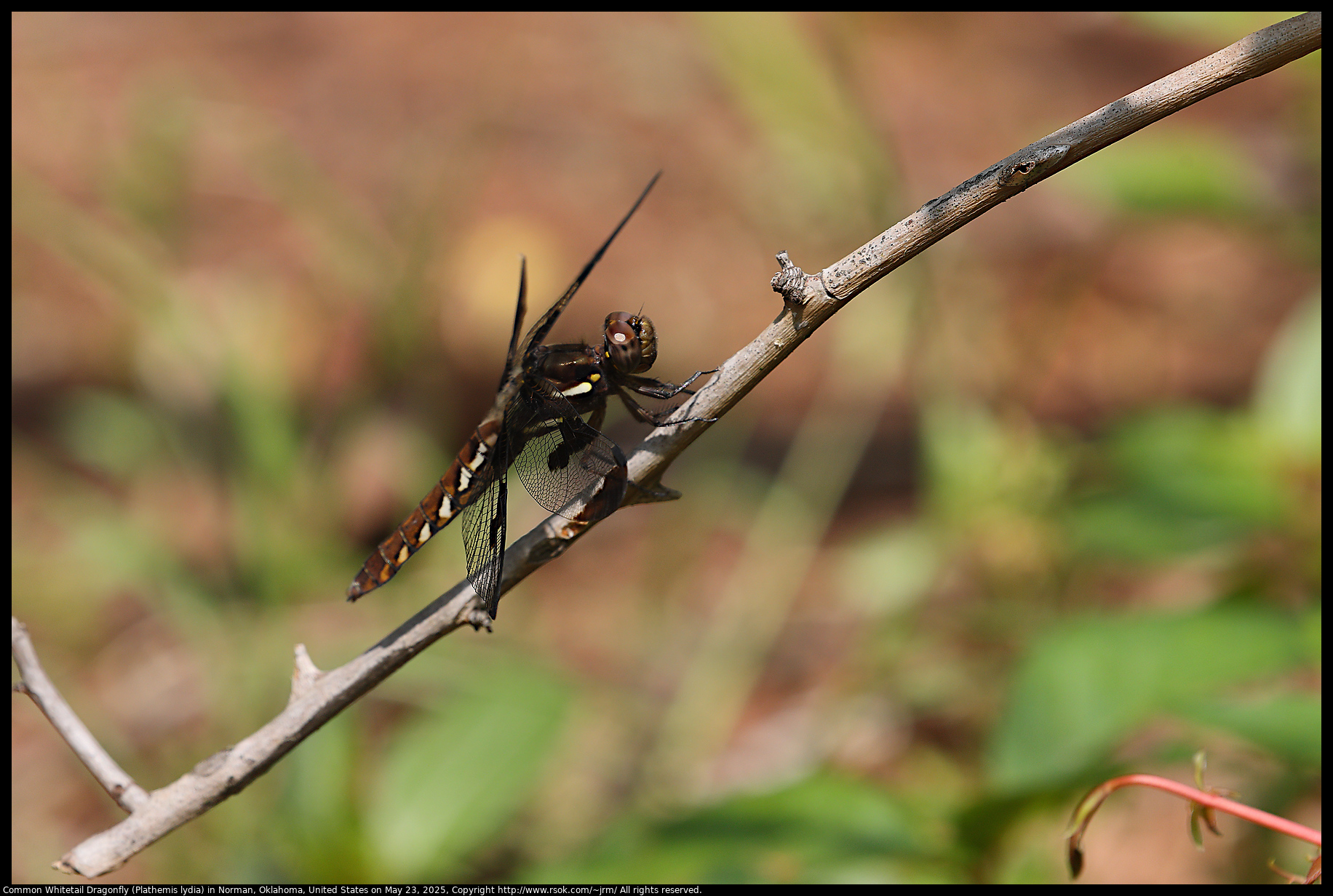 Common Whitetail Dragonfly (Plathemis lydia) in Norman, Oklahoma, United States on May 23, 2025