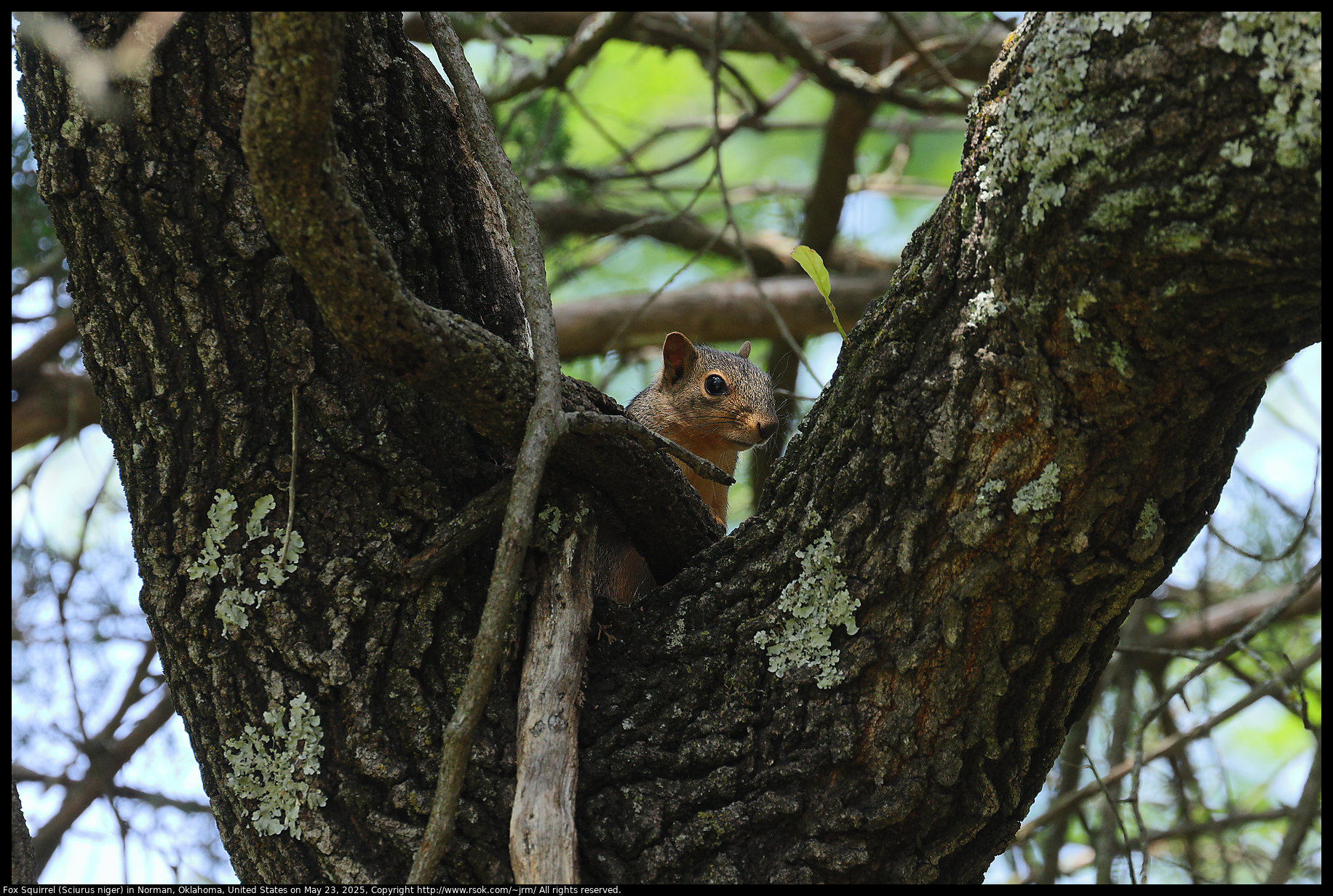 Fox Squirrel (Sciurus niger) in Norman, Oklahoma, United States on May 23, 2025