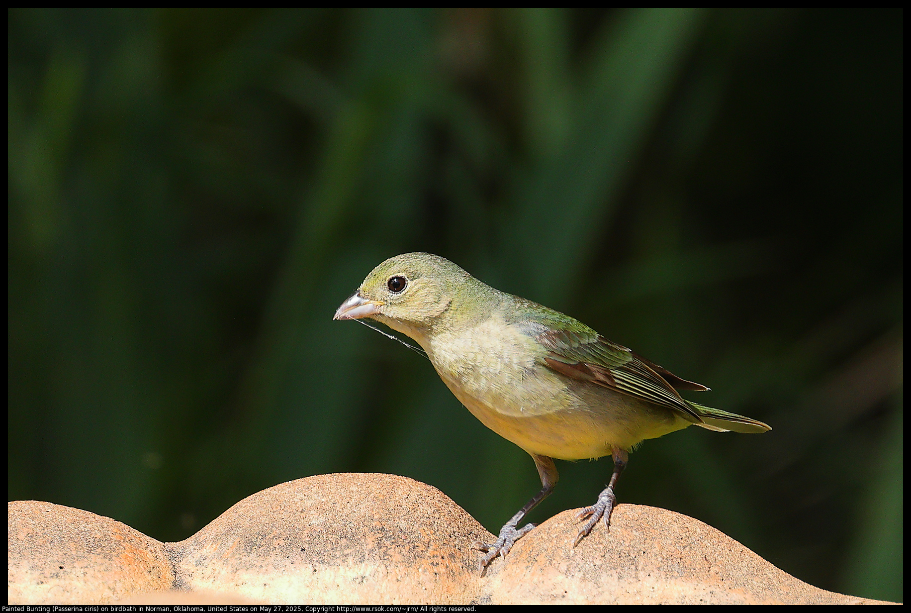 Painted Bunting (Passerina ciris) in Norman, Oklahoma, United States on May 27, 2025