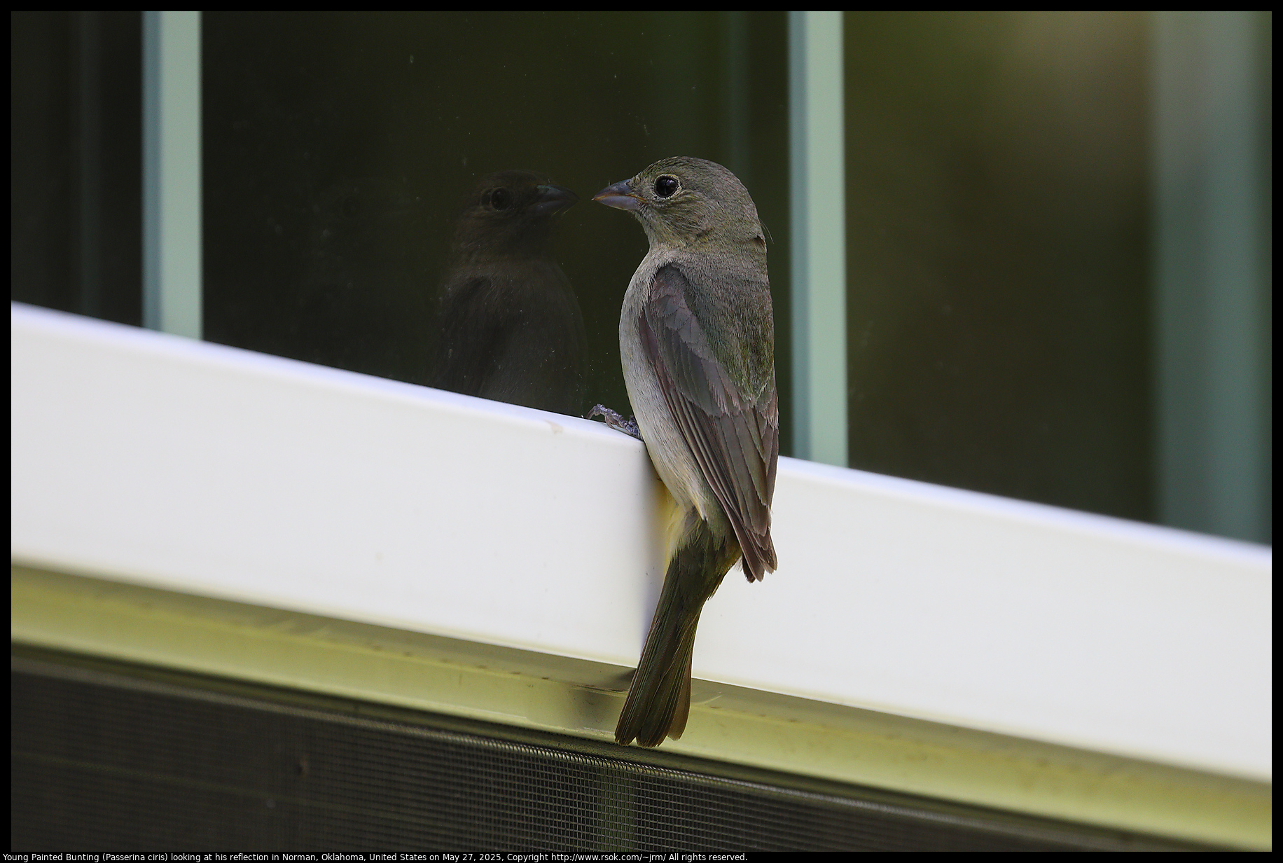 Young Painted Bunting (Passerina ciris) looking at his reflection in Norman, Oklahoma, United States on May 27, 2025