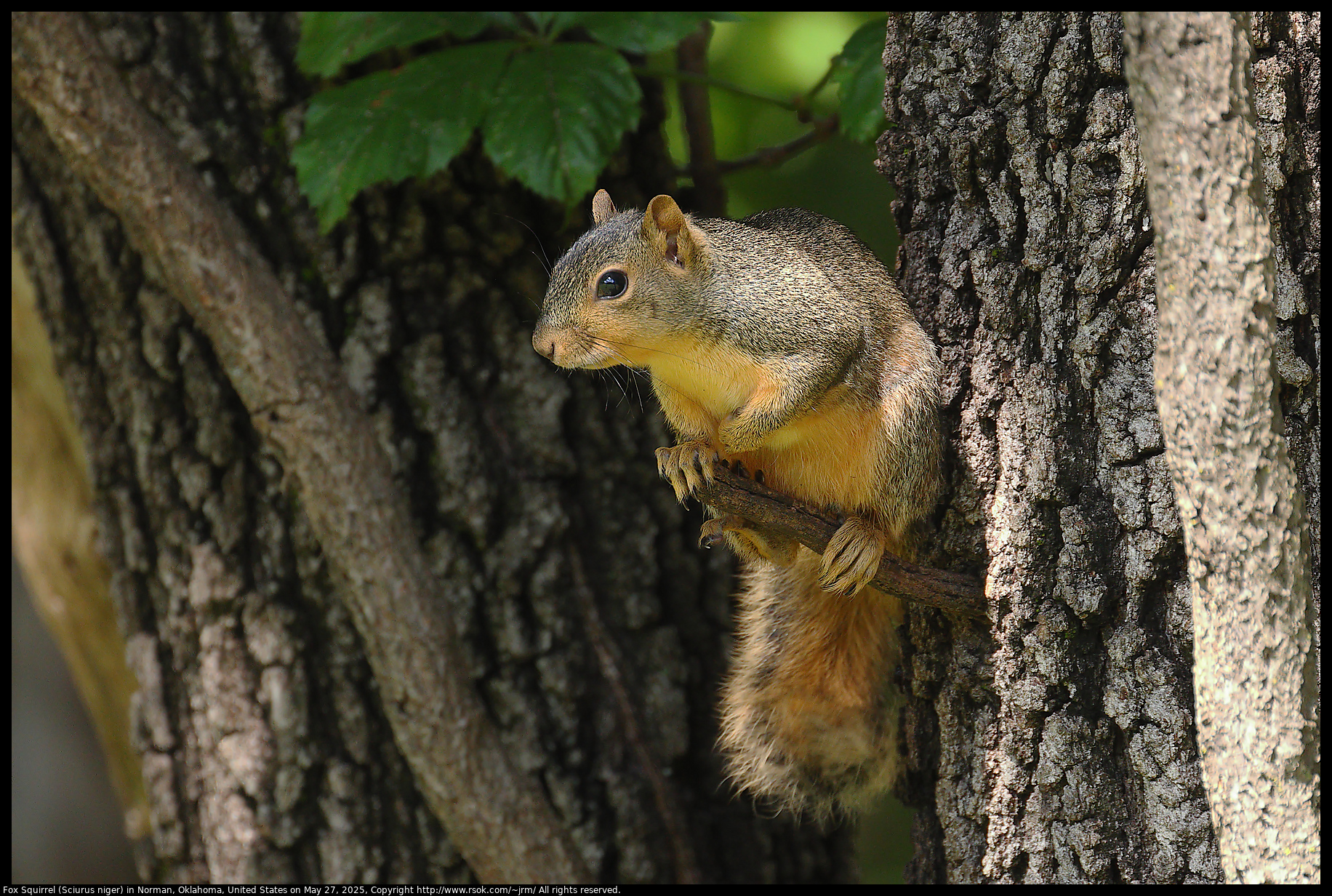 Fox Squirrel (Sciurus niger) in Norman, Oklahoma, United States on May 27, 2025
