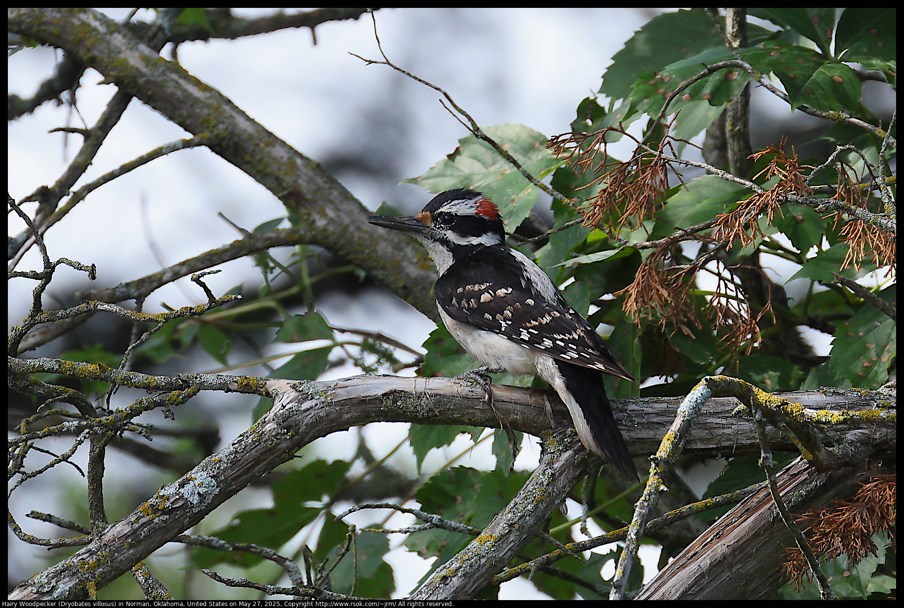 Hairy Woodpecker (Dryobates villosus) in Norman, Oklahoma, United States on May 27, 2025