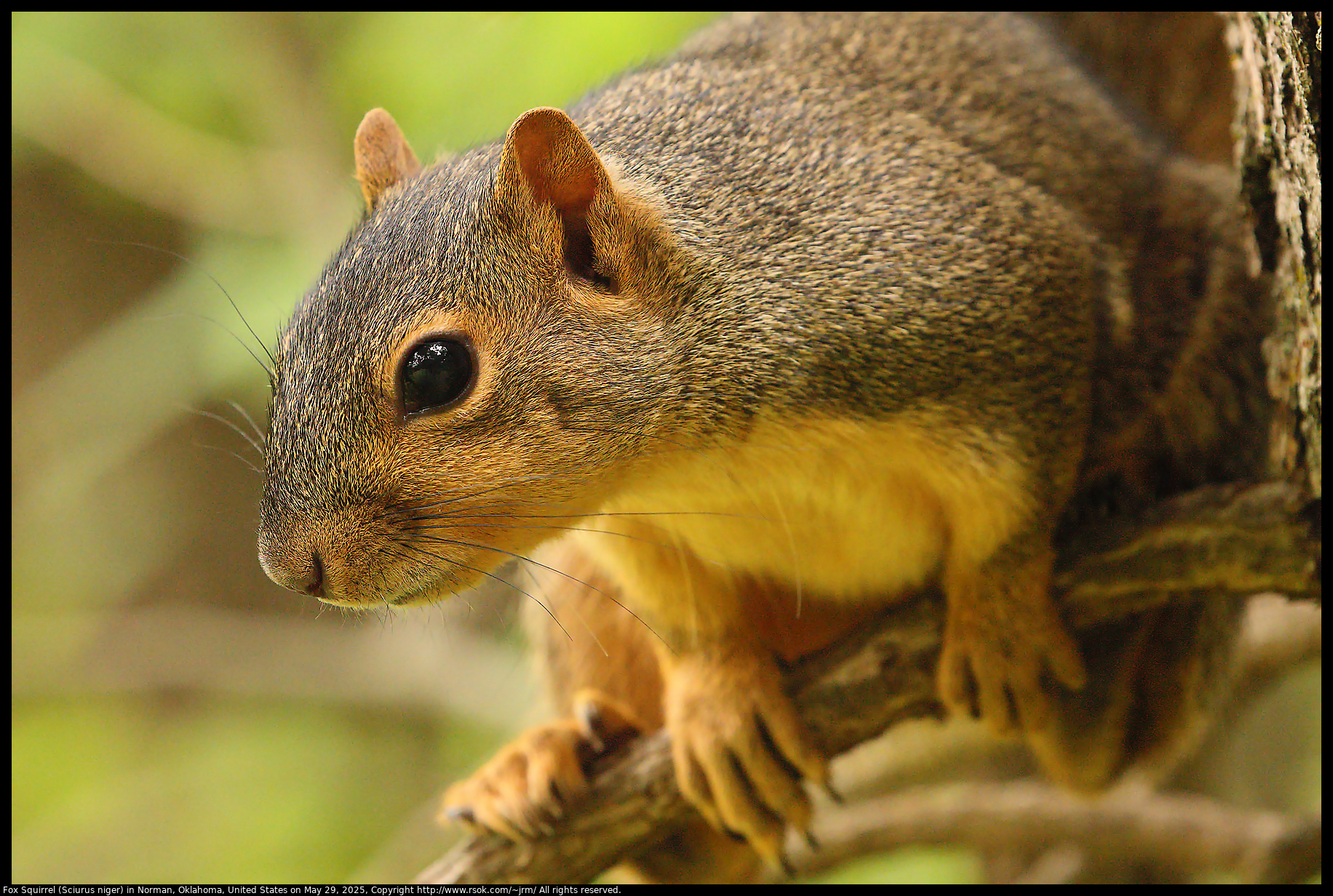 Fox Squirrel (Sciurus niger) in Norman, Oklahoma, United States on May 29, 2025