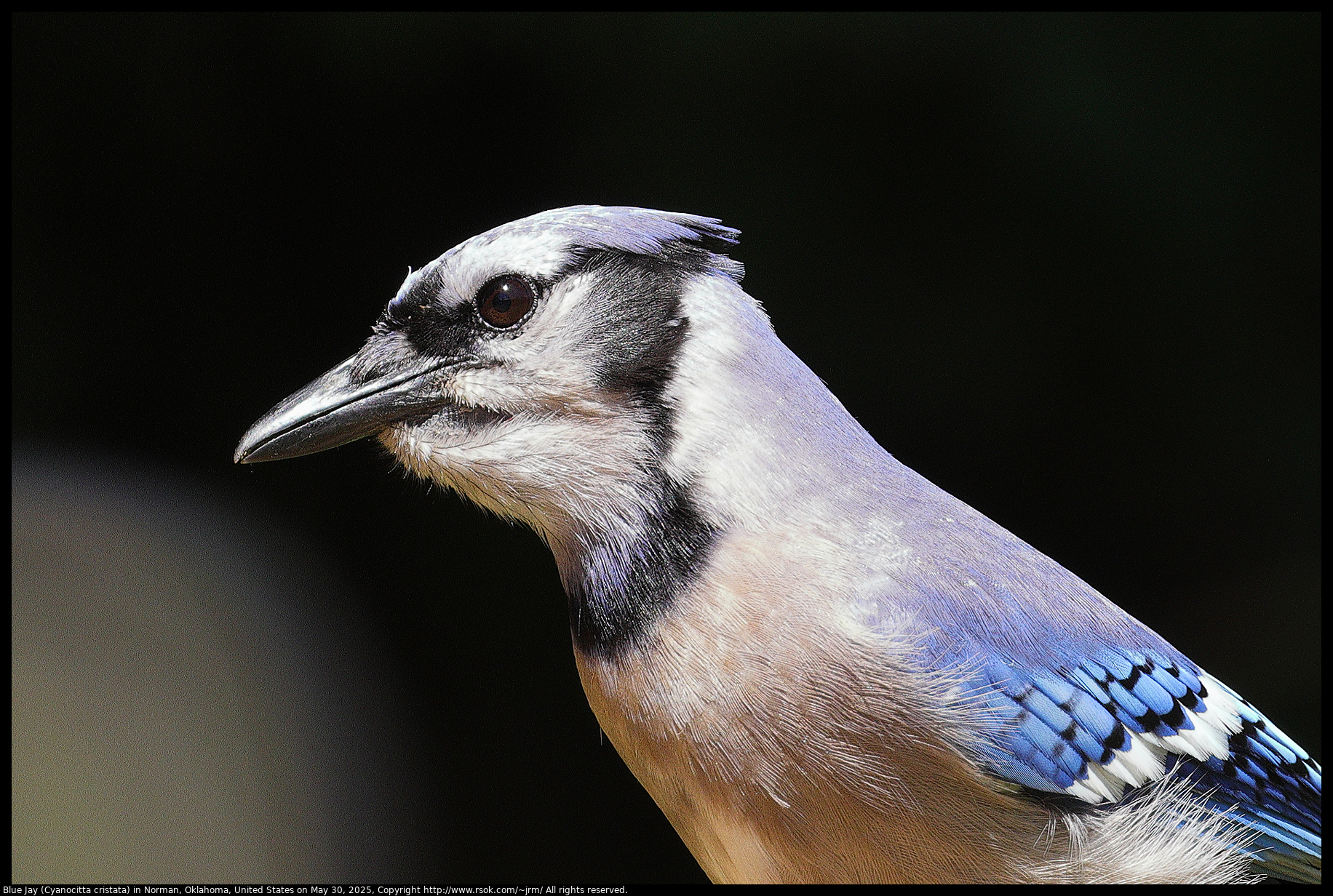 Blue Jay (Cyanocitta cristata) in Norman, Oklahoma, United States on May 30, 2025