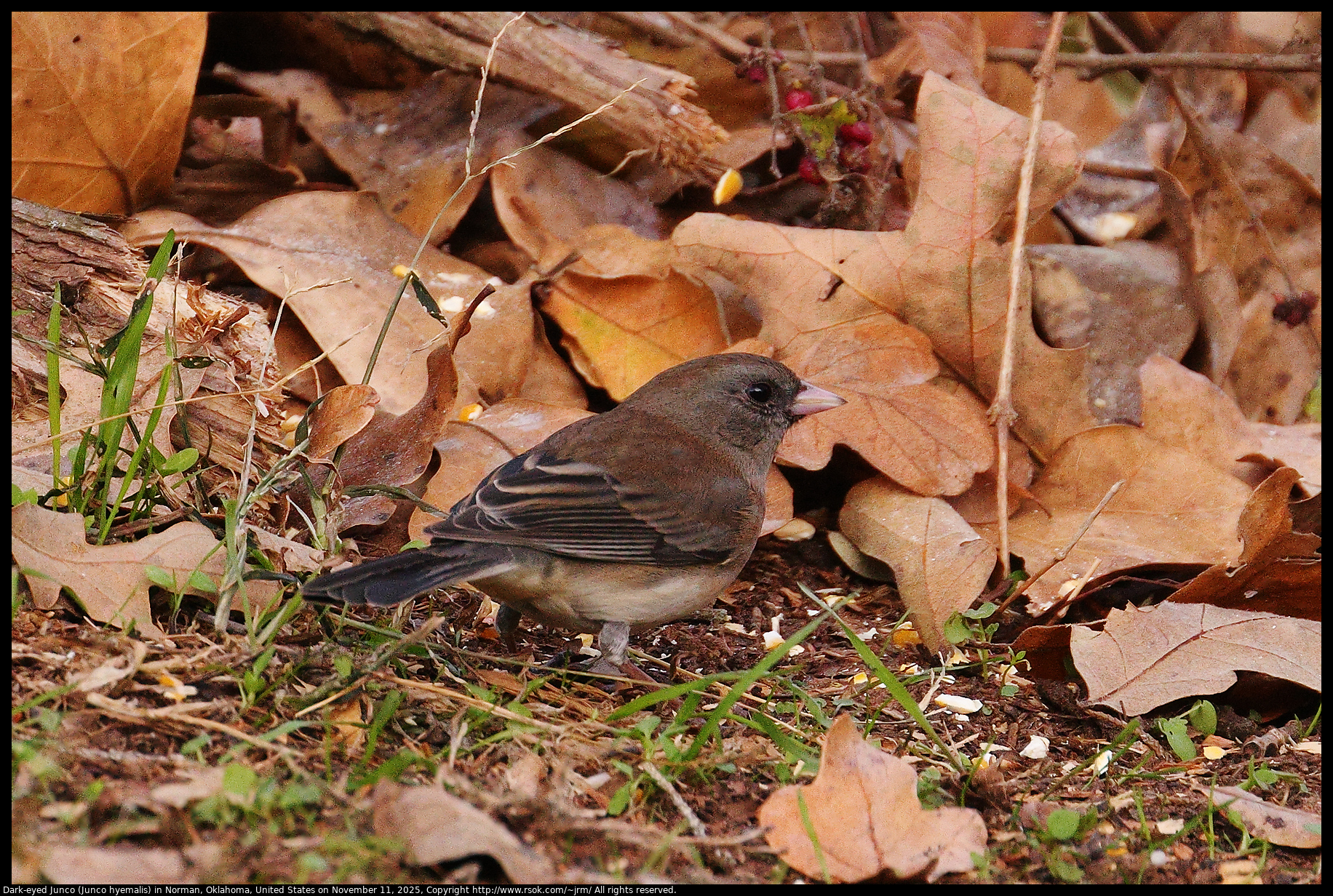 Dark-eyed Junco (Junco hyemalis) in Norman, Oklahoma, United States on November 11, 2025