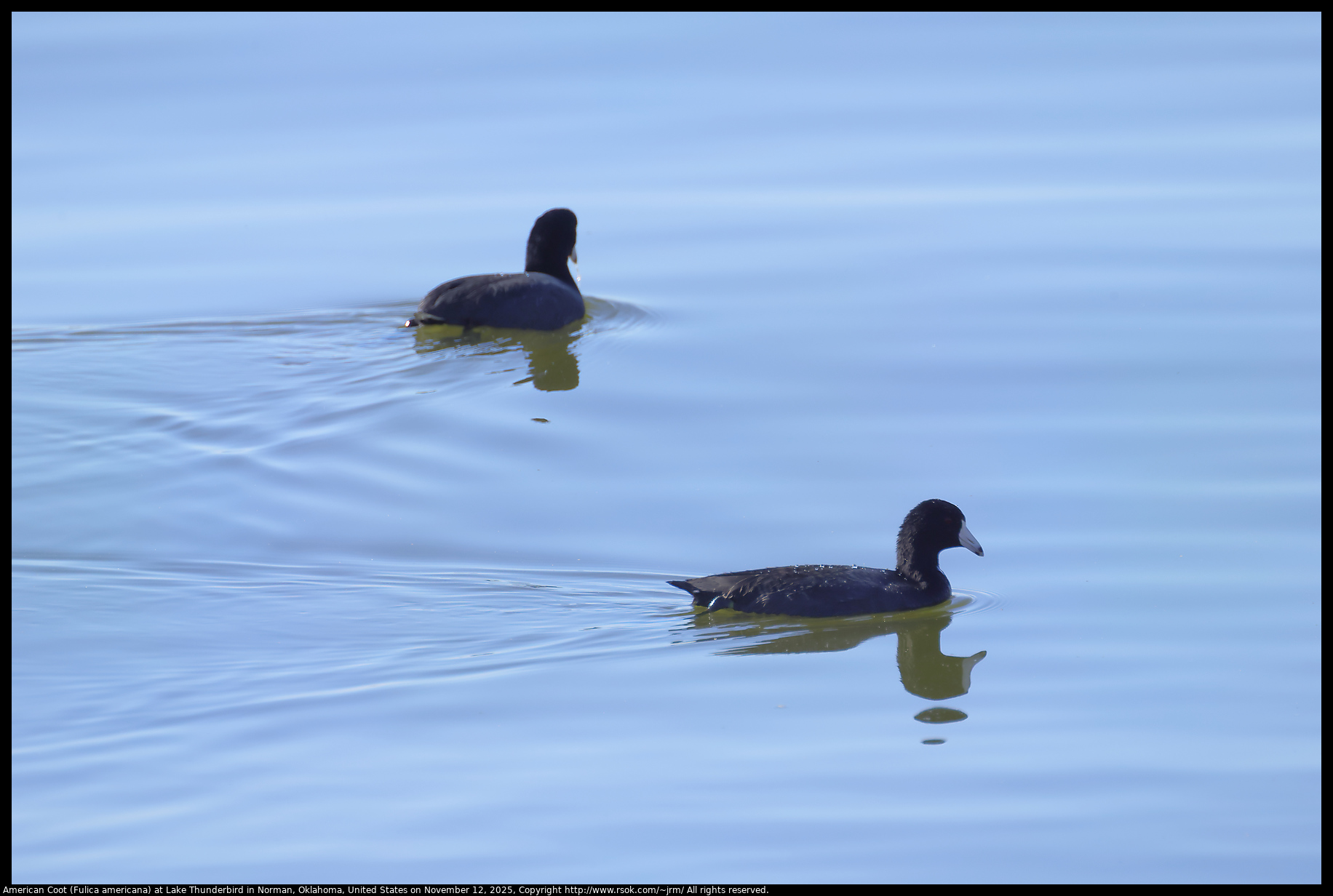 American Coot (Fulica americana) at Lake Thunderbird in Norman, Oklahoma, United States on November 12, 2025