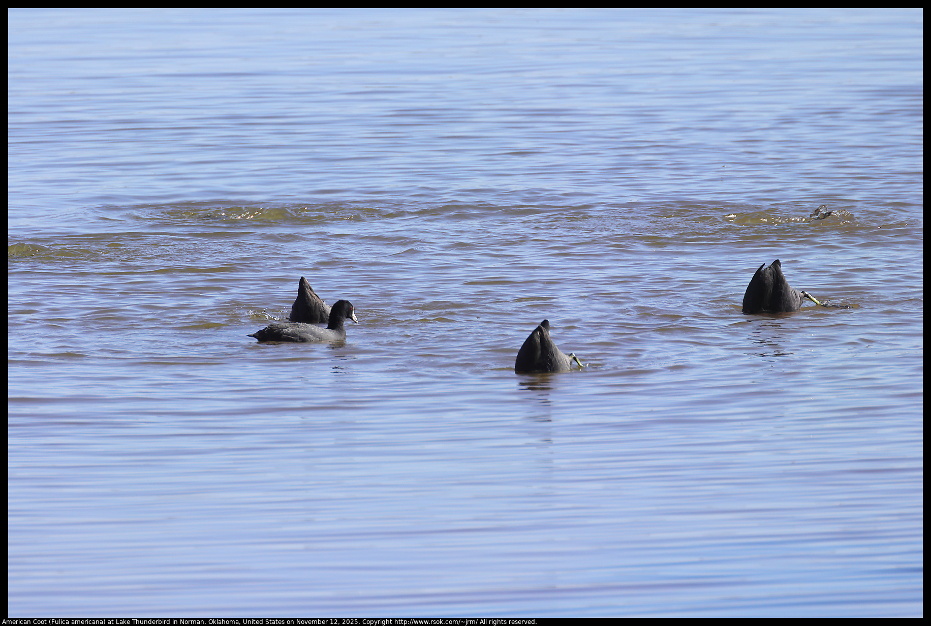 American Coot (Fulica americana) at Lake Thunderbird in Norman, Oklahoma, United States on November 12, 2025