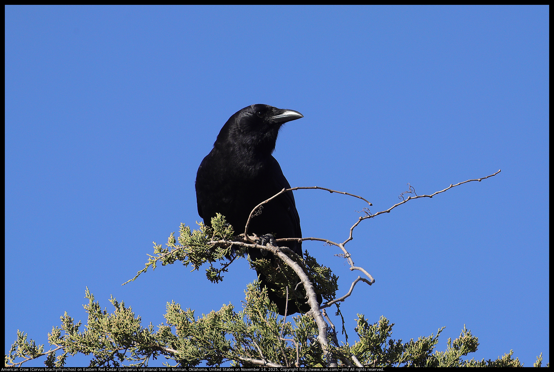 American Crow (Corvus brachyrhynchos) on Eastern Red Cedar (Juniperus virginiana) tree in Norman, Oklahoma, United States on November 14, 2025