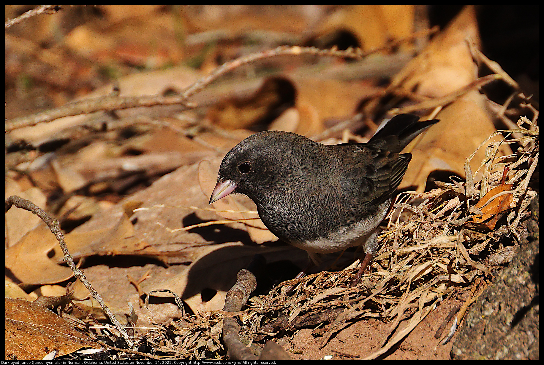 Dark-eyed Junco (Junco hyemalis) in Norman, Oklahoma, United States on November 14, 2025