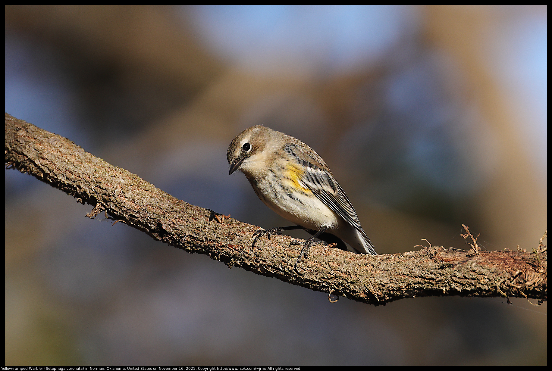 Yellow-rumped Warbler (Setophaga coronata) in Norman, Oklahoma, United States on November 16, 2025