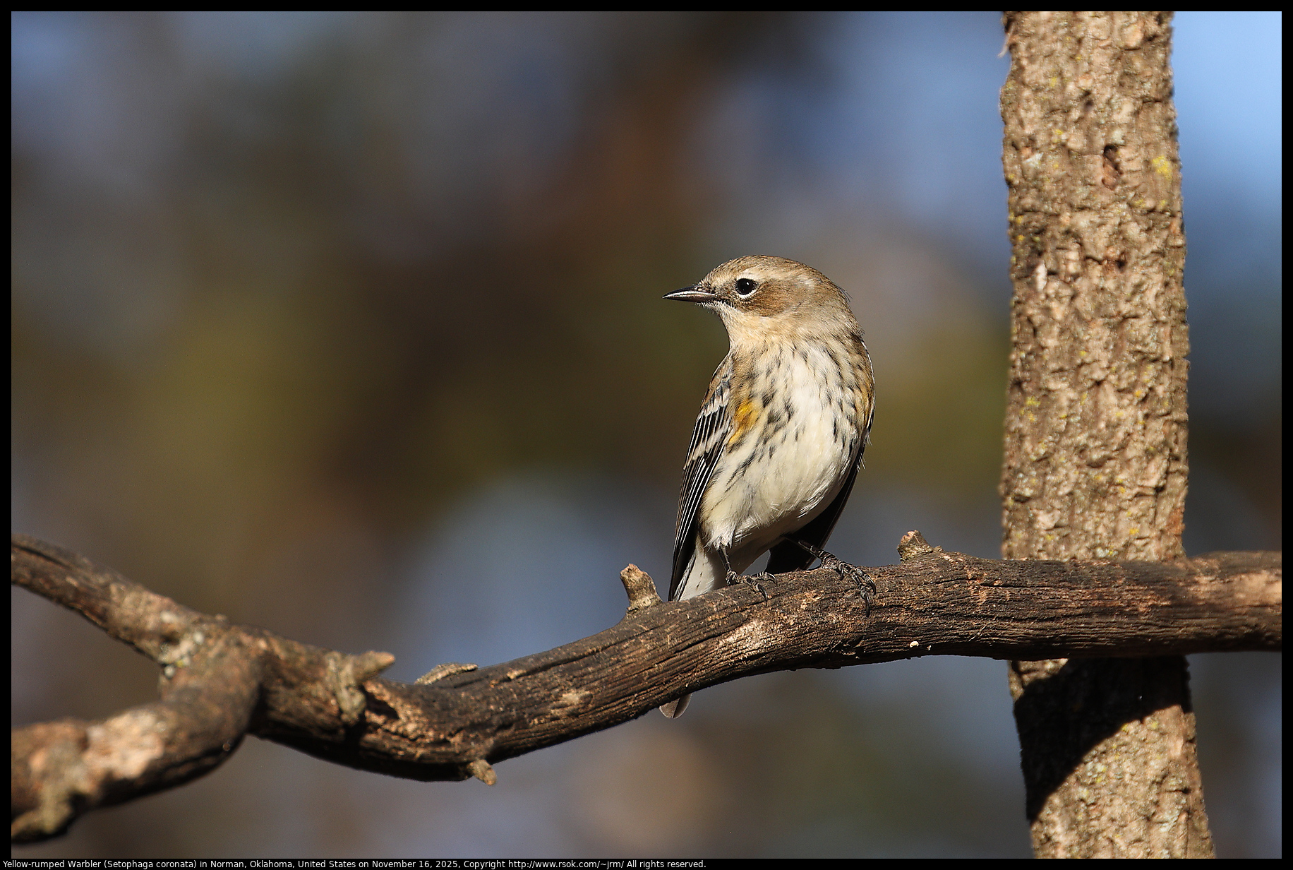 Yellow-rumped Warbler (Setophaga coronata) in Norman, Oklahoma, United States on November 16, 2025