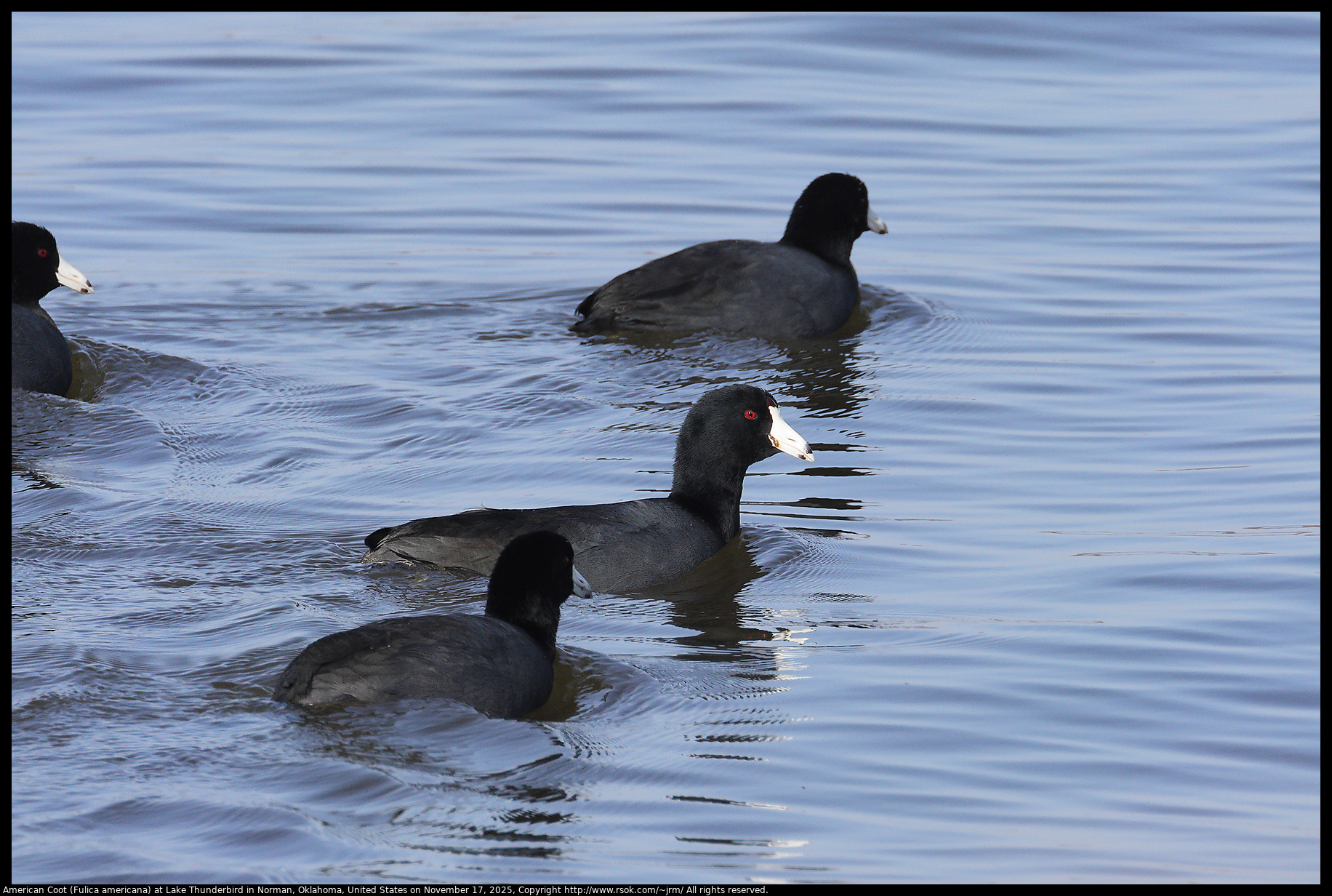 American Coot (Fulica americana) at Lake Thunderbird in Norman, Oklahoma, United States on November 17, 2025