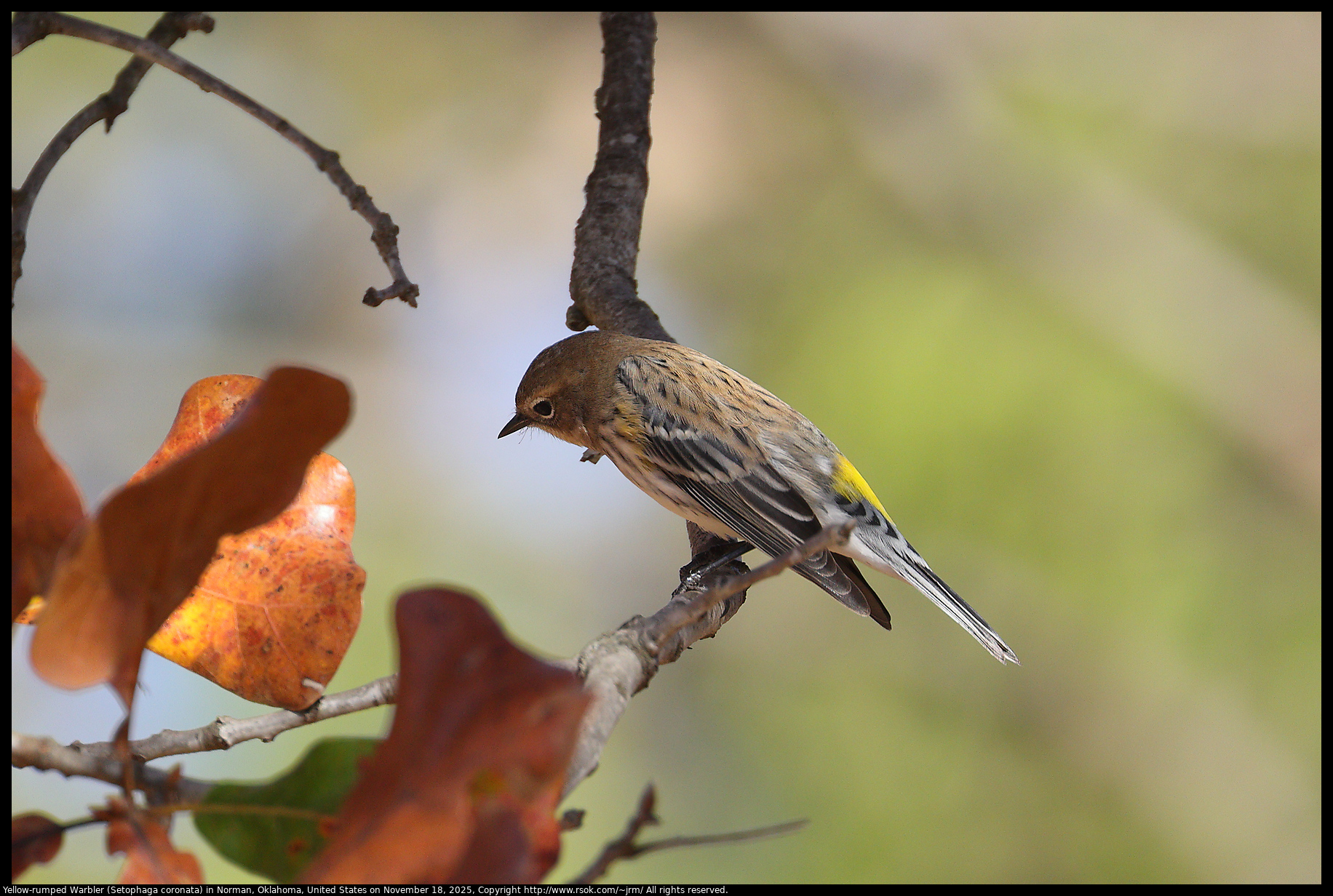 Yellow-rumped Warbler (Setophaga coronata) in Norman, Oklahoma, United States on November 18, 2025