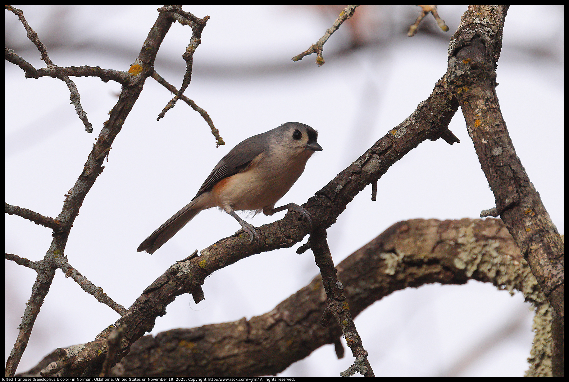 Tufted Titmouse (Baeolophus bicolor) in Norman, Oklahoma, United States on November 19, 2025