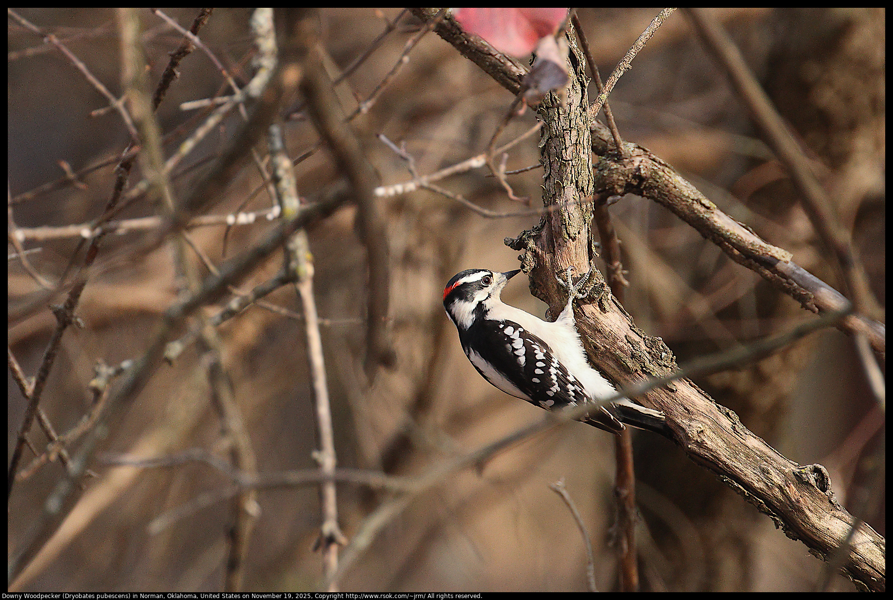 Downy Woodpecker (Dryobates pubescens) in Norman, Oklahoma, United States on November 19, 2025
