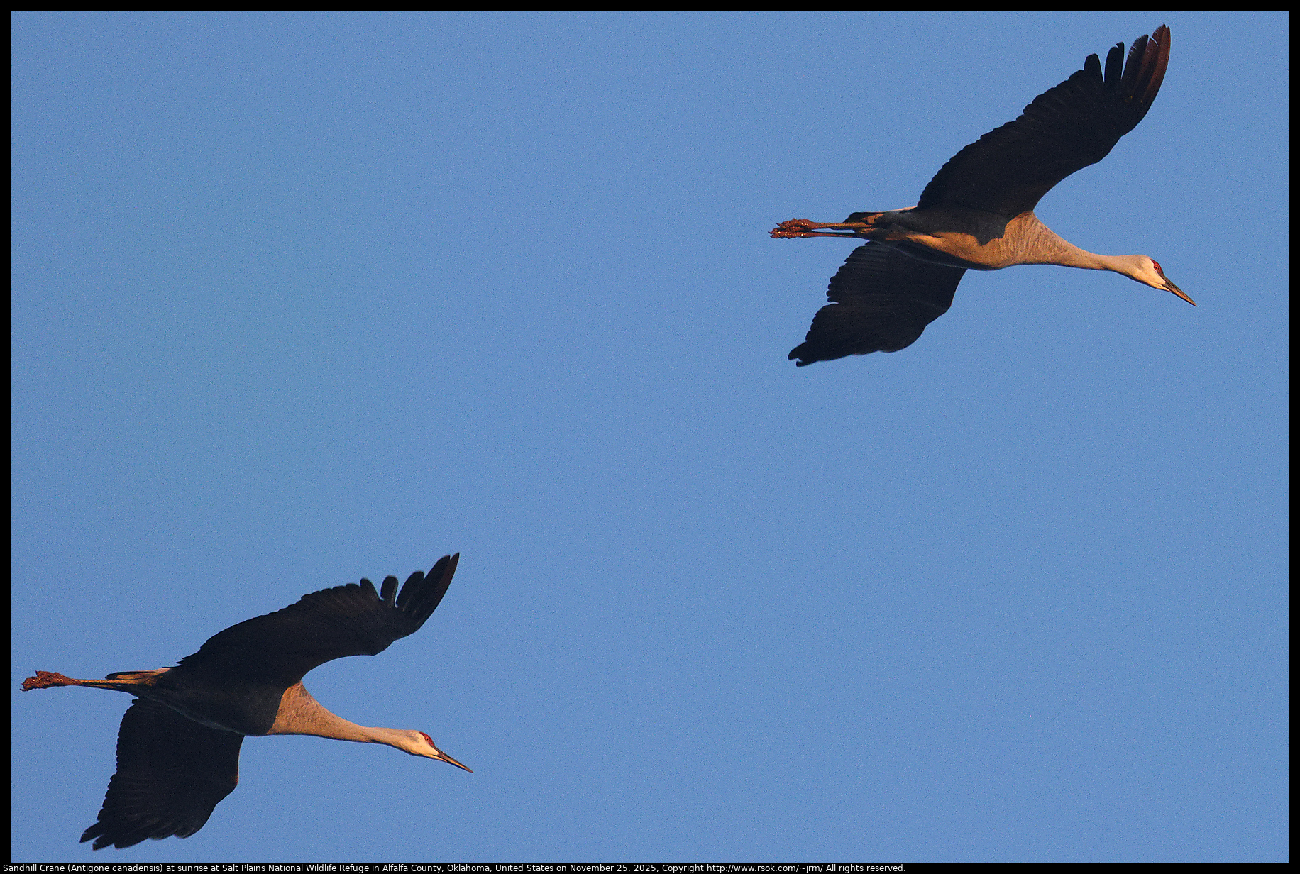 Sandhill Crane (Antigone canadensis) at sunrise at Salt Plains National Wildlife Refuge in Alfalfa County, Oklahoma, United States on November 25, 2025