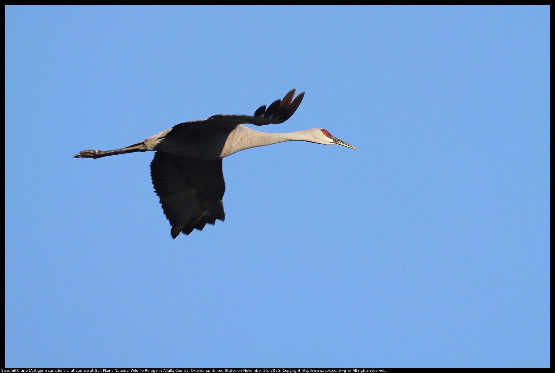 Sandhill Crane (Antigone canadensis) at sunrise at Salt Plains National Wildlife Refuge in Alfalfa County, Oklahoma, United States on November 25, 2025