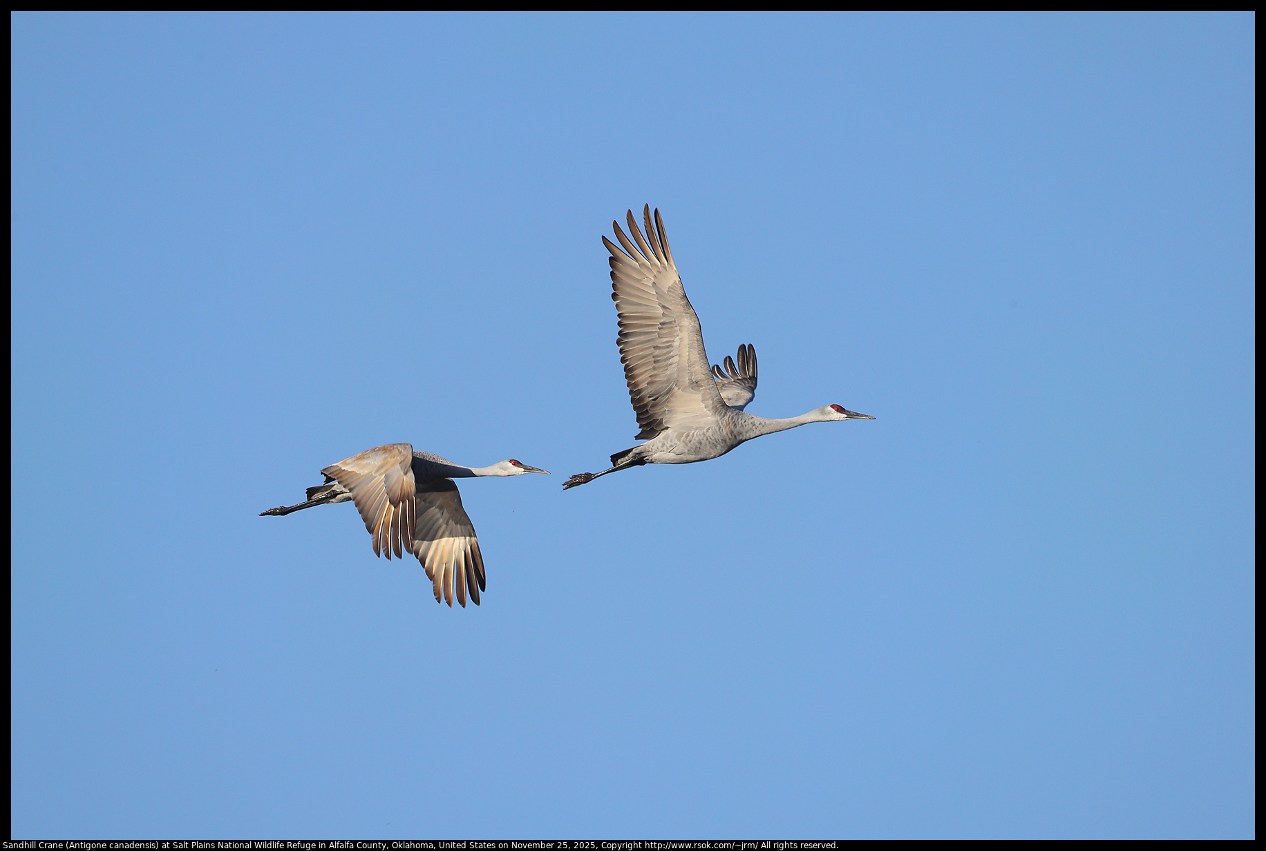 Sandhill Crane (Antigone canadensis) at Salt Plains National Wildlife Refuge in Alfalfa County, Oklahoma, United States on November 25, 2025