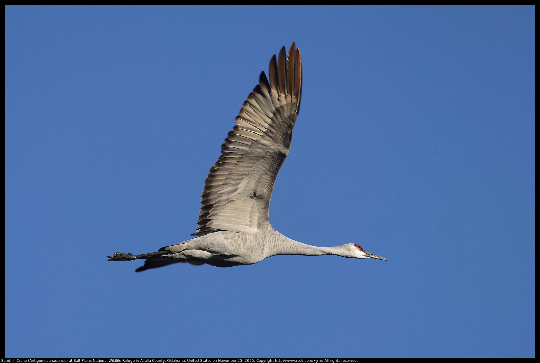 Sandhill Crane (Antigone canadensis) at Salt Plains National Wildlife Refuge in Alfalfa County, Oklahoma, United States on November 25, 2025