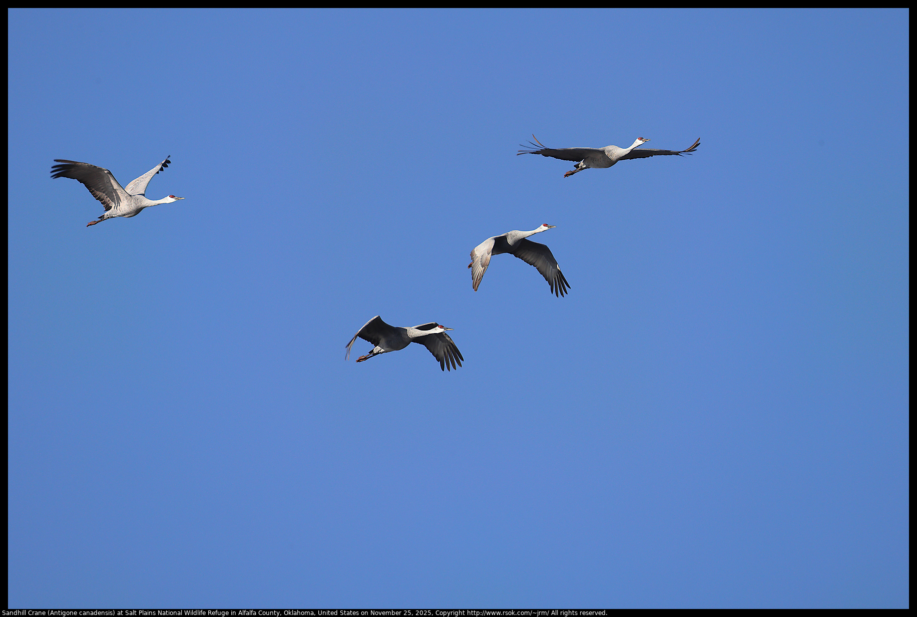 Sandhill Crane (Antigone canadensis) at Salt Plains National Wildlife Refuge in Alfalfa County, Oklahoma, United States on November 25, 2025