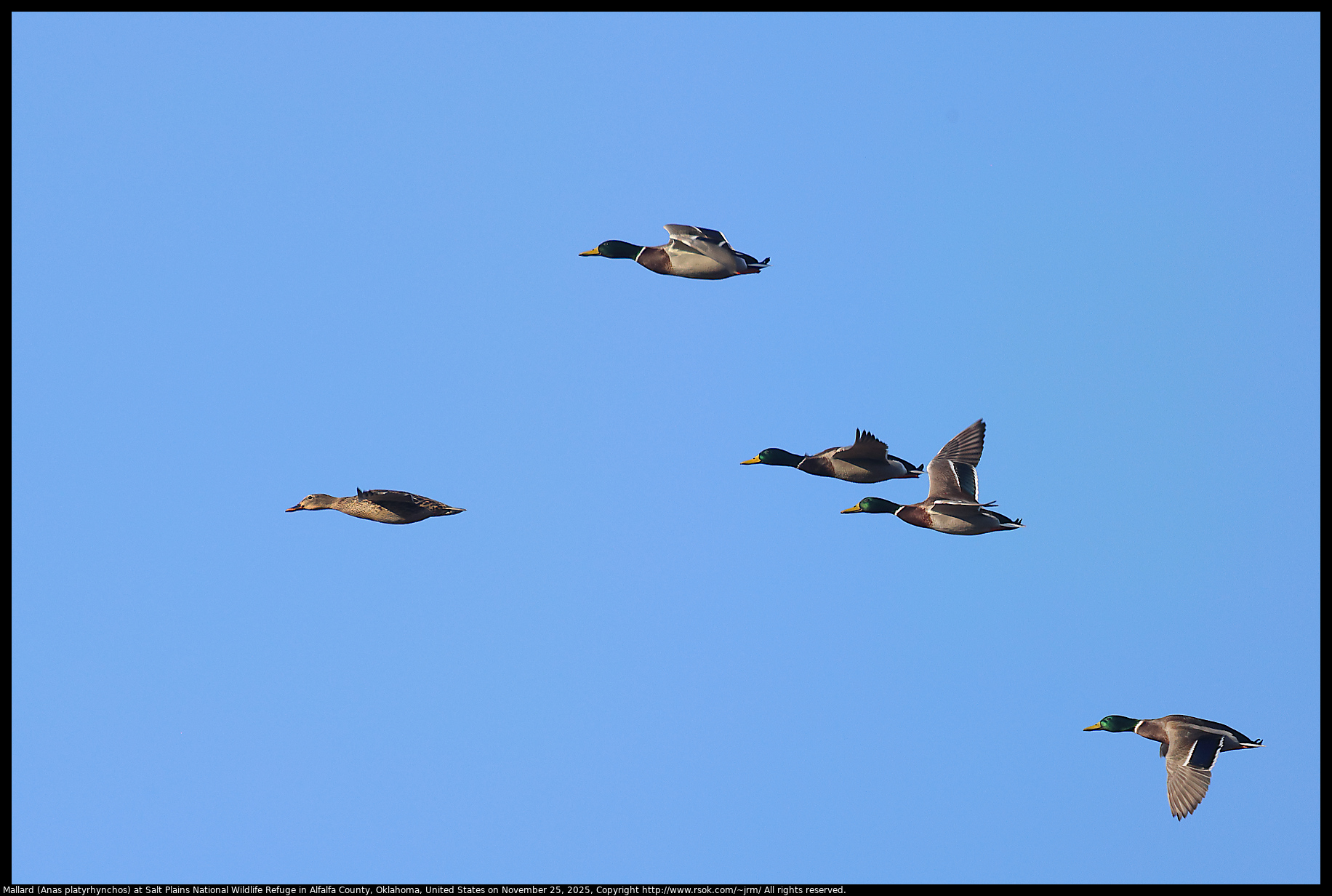 Mallard (Anas platyrhynchos) at Salt Plains National Wildlife Refuge in Alfalfa County, Oklahoma, United States on November 25, 2025