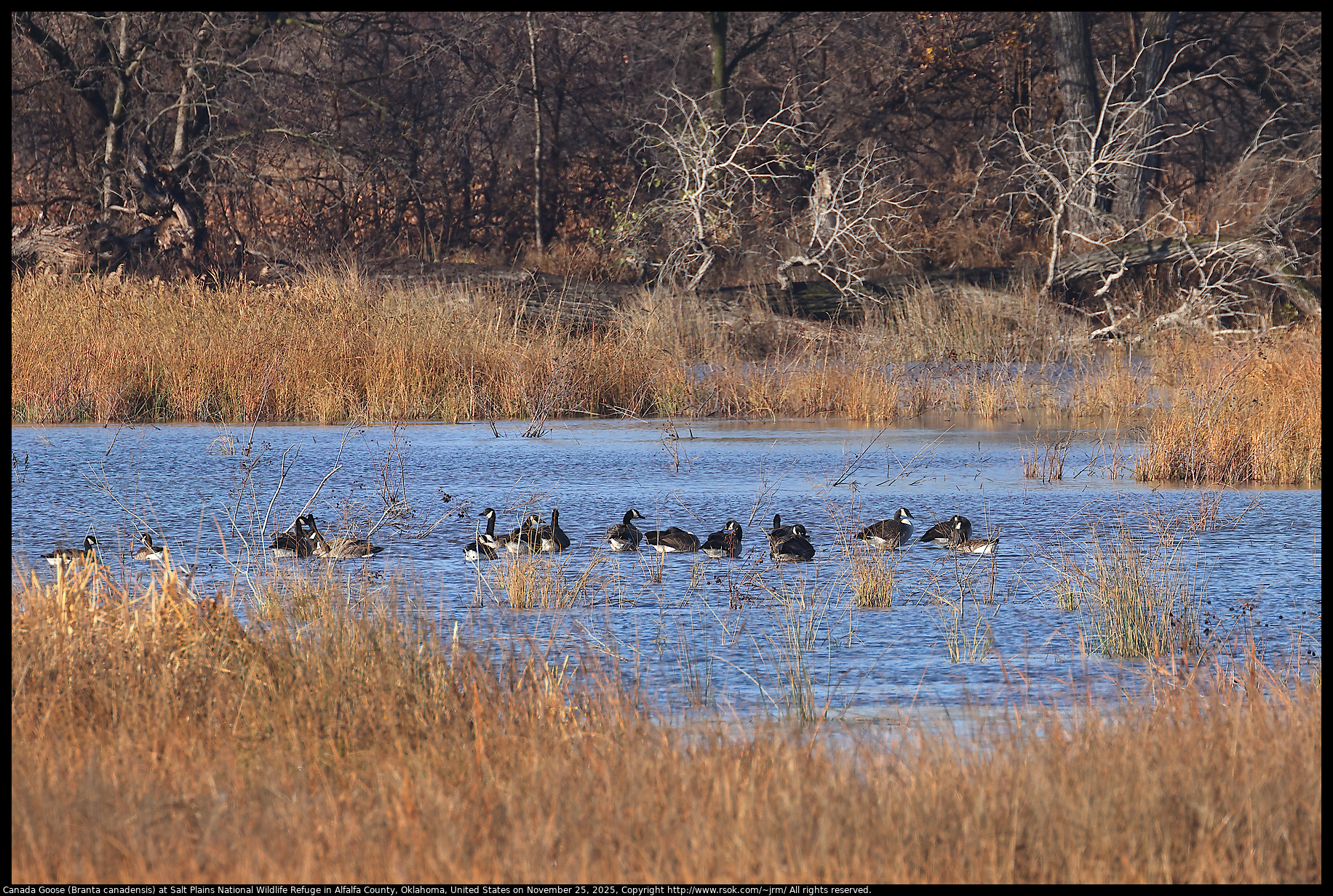 Canada Goose (Branta canadensis) at Salt Plains National Wildlife Refuge in Alfalfa County, Oklahoma, United States on November 25, 2025